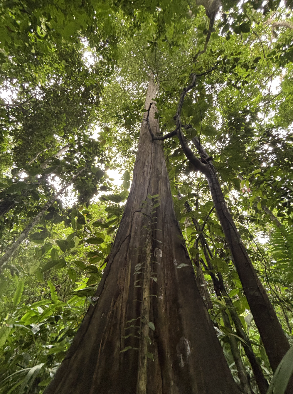 800-1000 year old tree