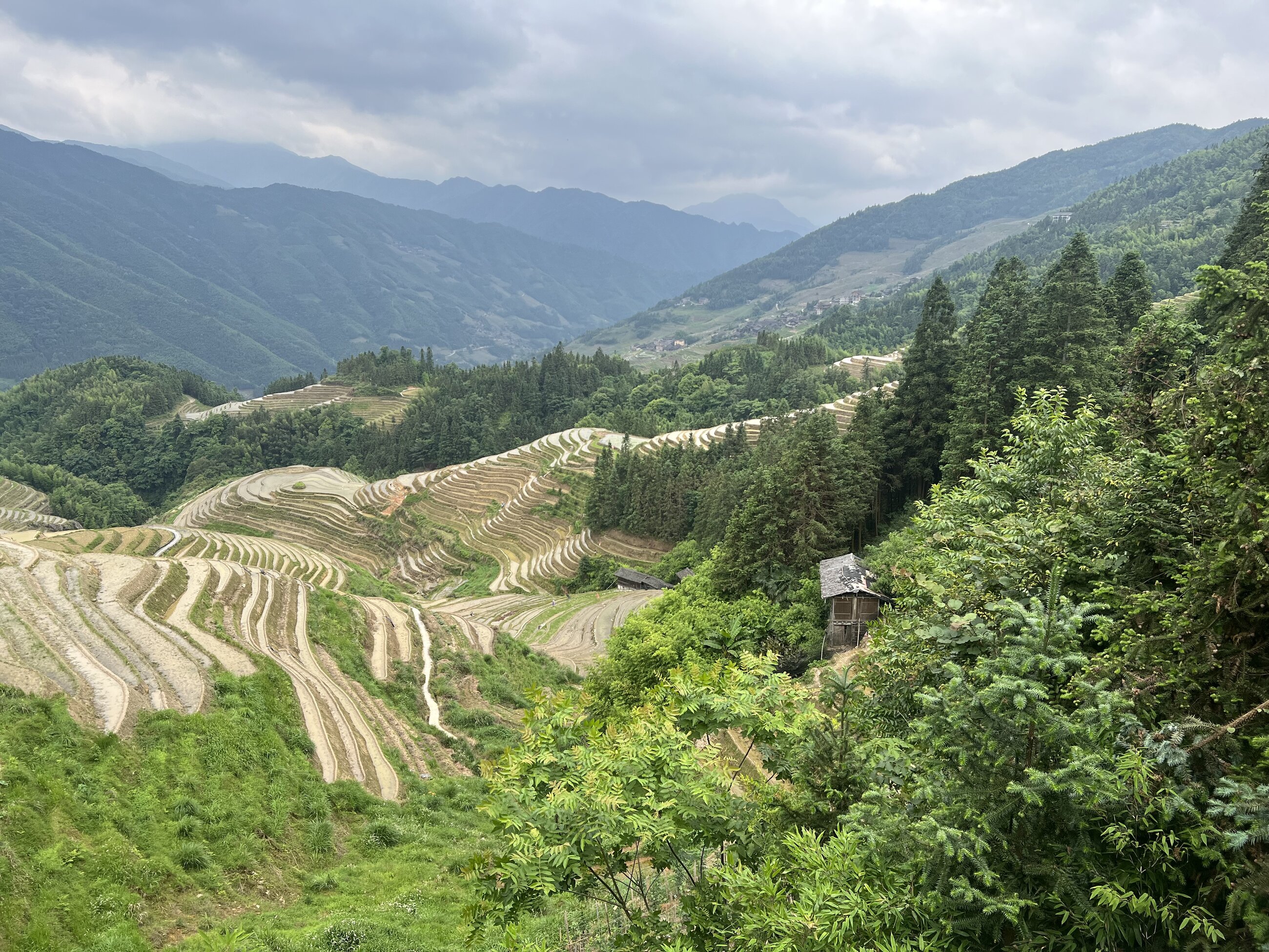 Longji Rice Terraces