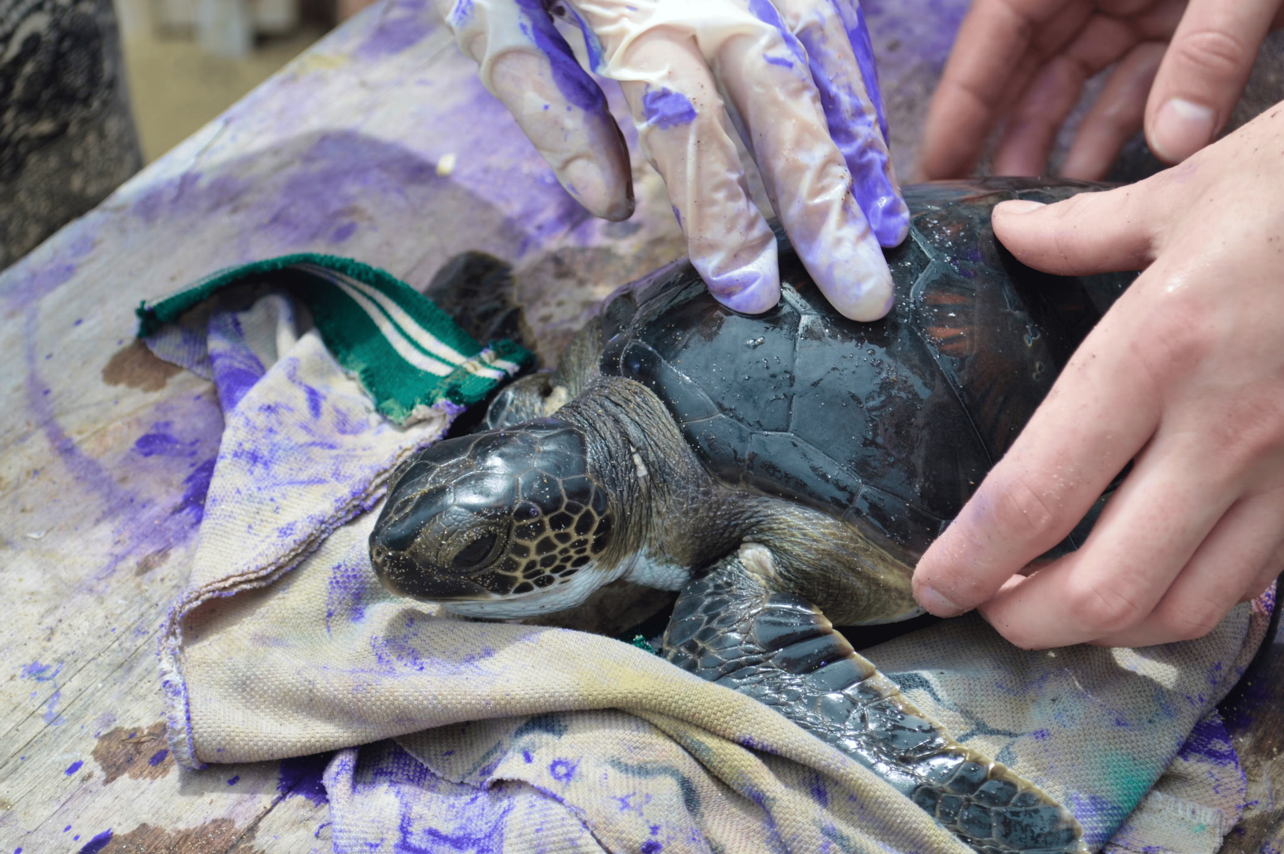 Cuidando la Tortuga