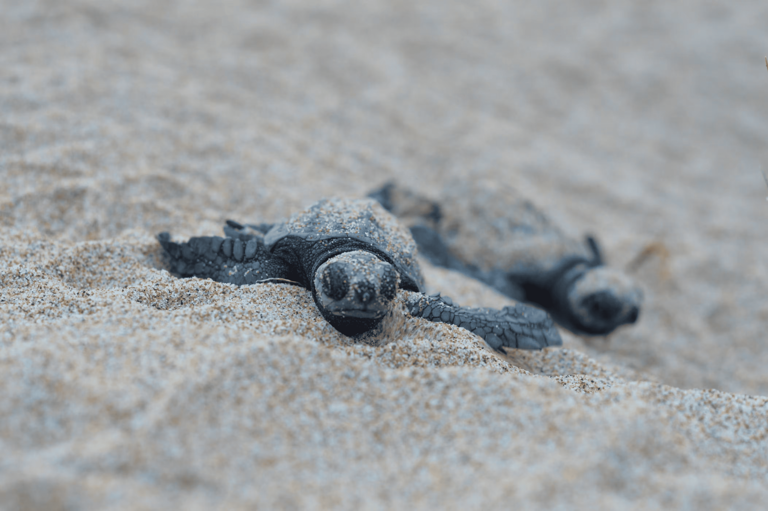 Turtle birth