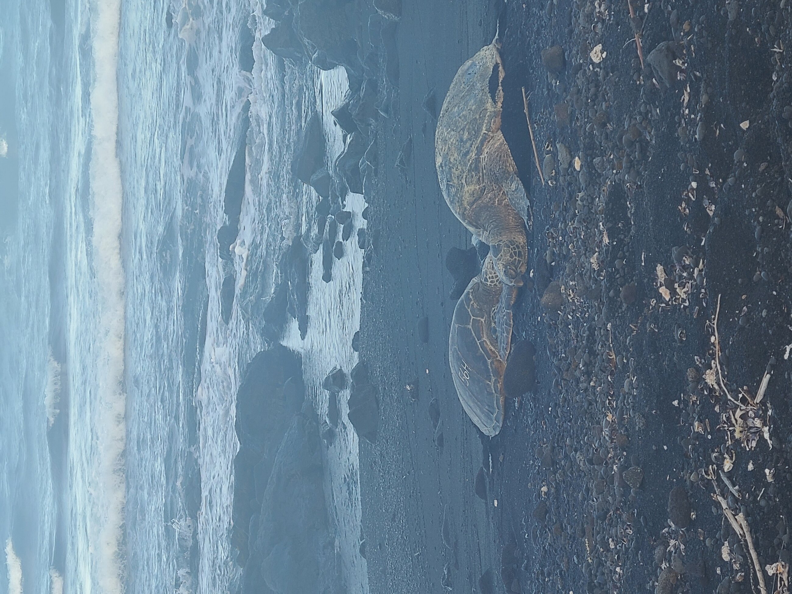Cuddling sea turtles