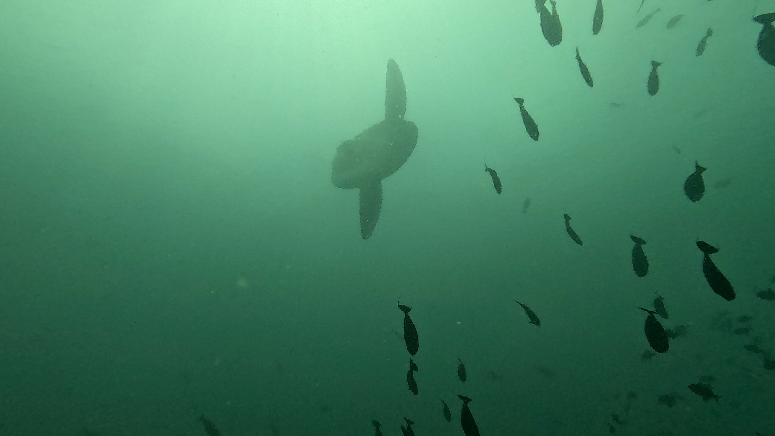 Mola Alexandrini