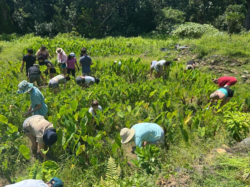 Helping a local lo'i (irrigated terrace farm) restore the beds for kalo (taro), which is a sacred food that has historically sustained the people of Hawai'i.