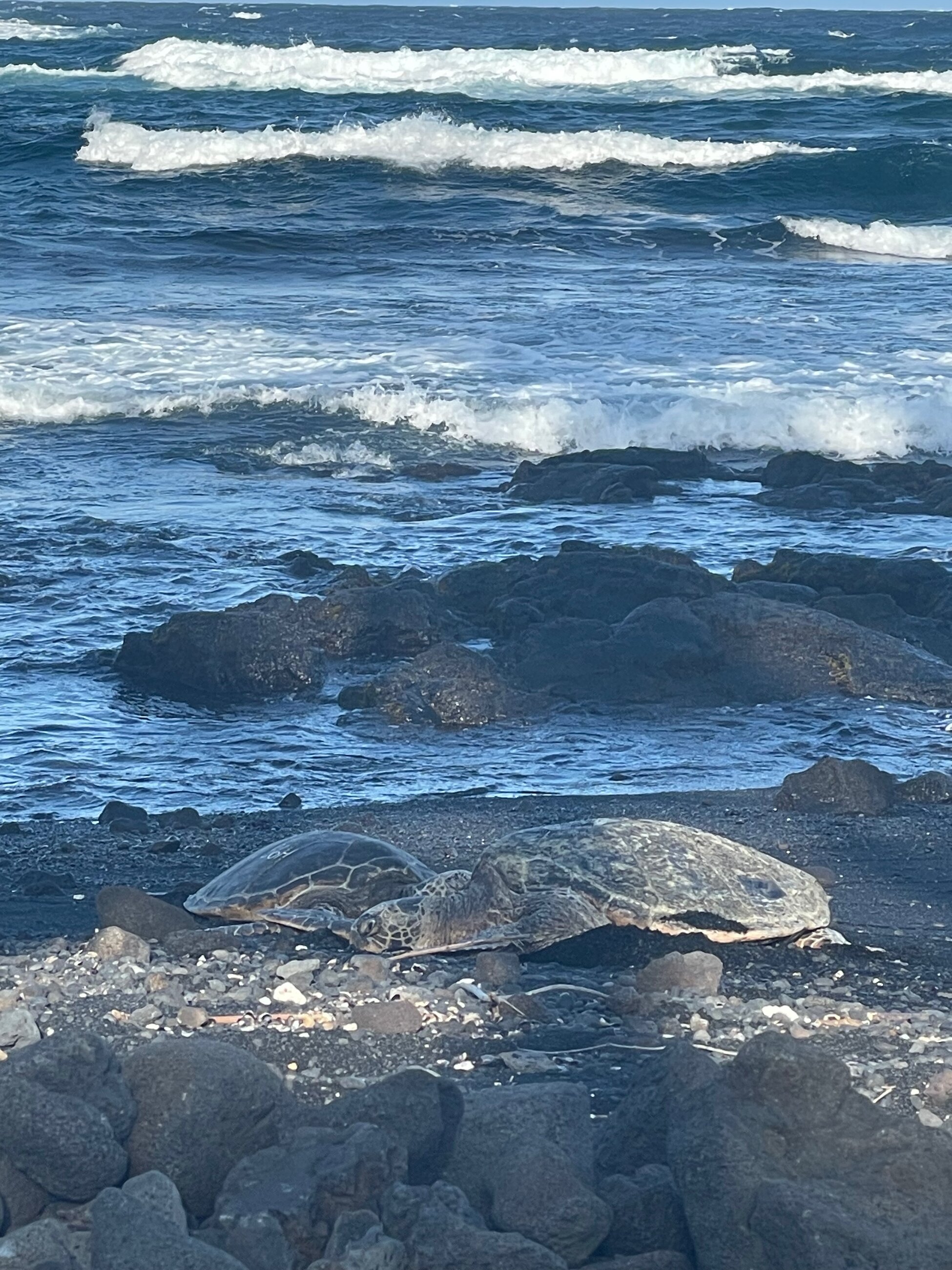 Seeing wild sea turtles on a local beach. Hawaiian law states that you should never tease, touch, or take wildlife—something many tourist don't know or choose to ignore. Please protect beautiful creatures like these turtles and give them at least 10 feet of space!