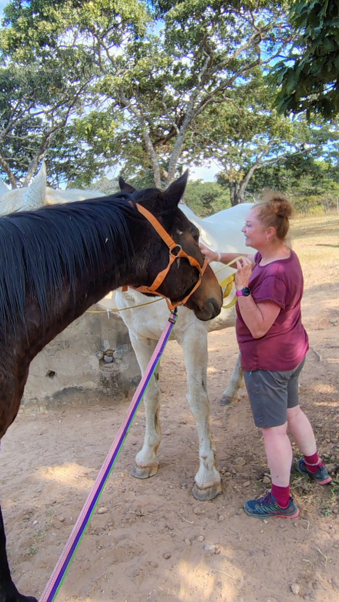 Horse grooming