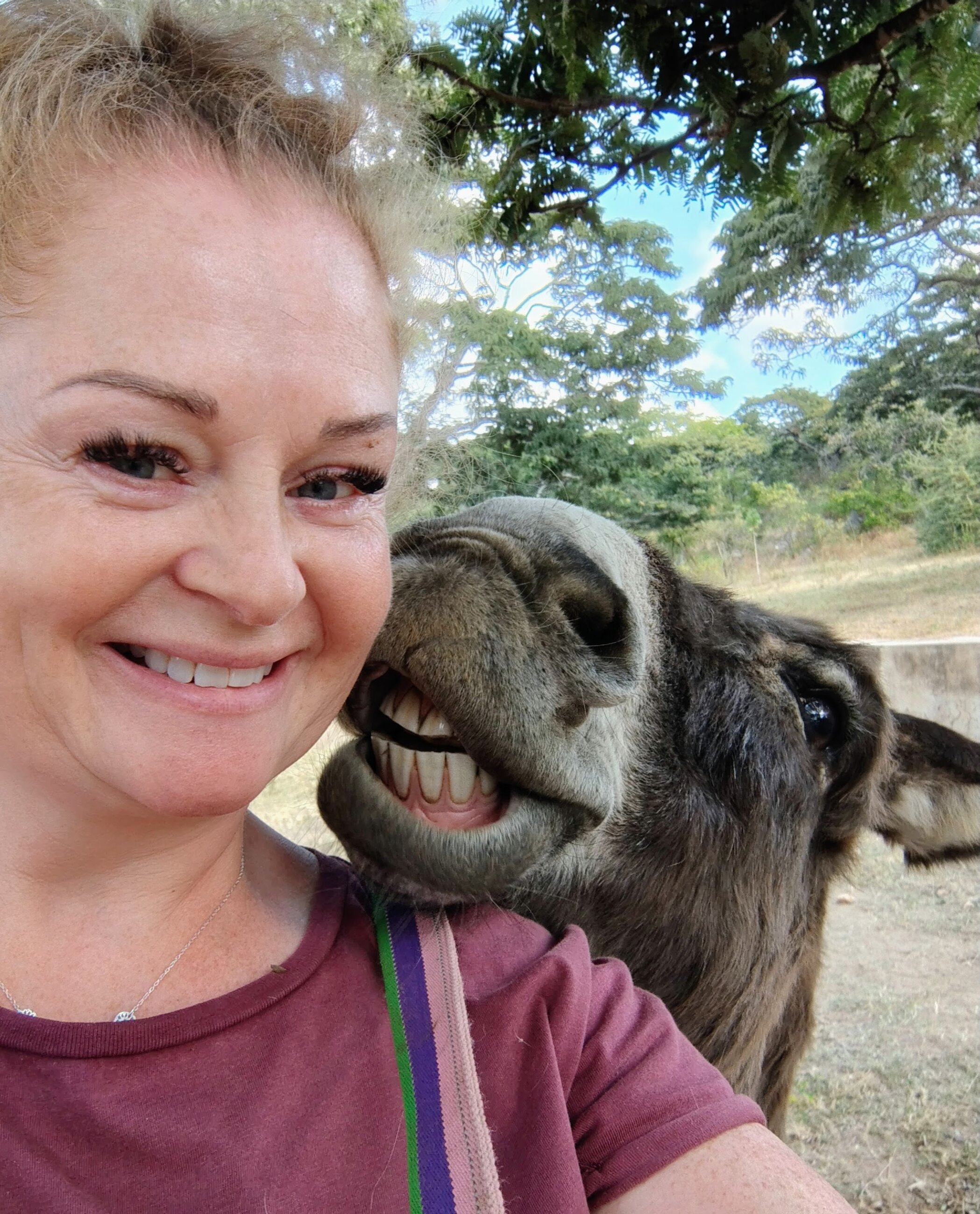Bliss the donkey