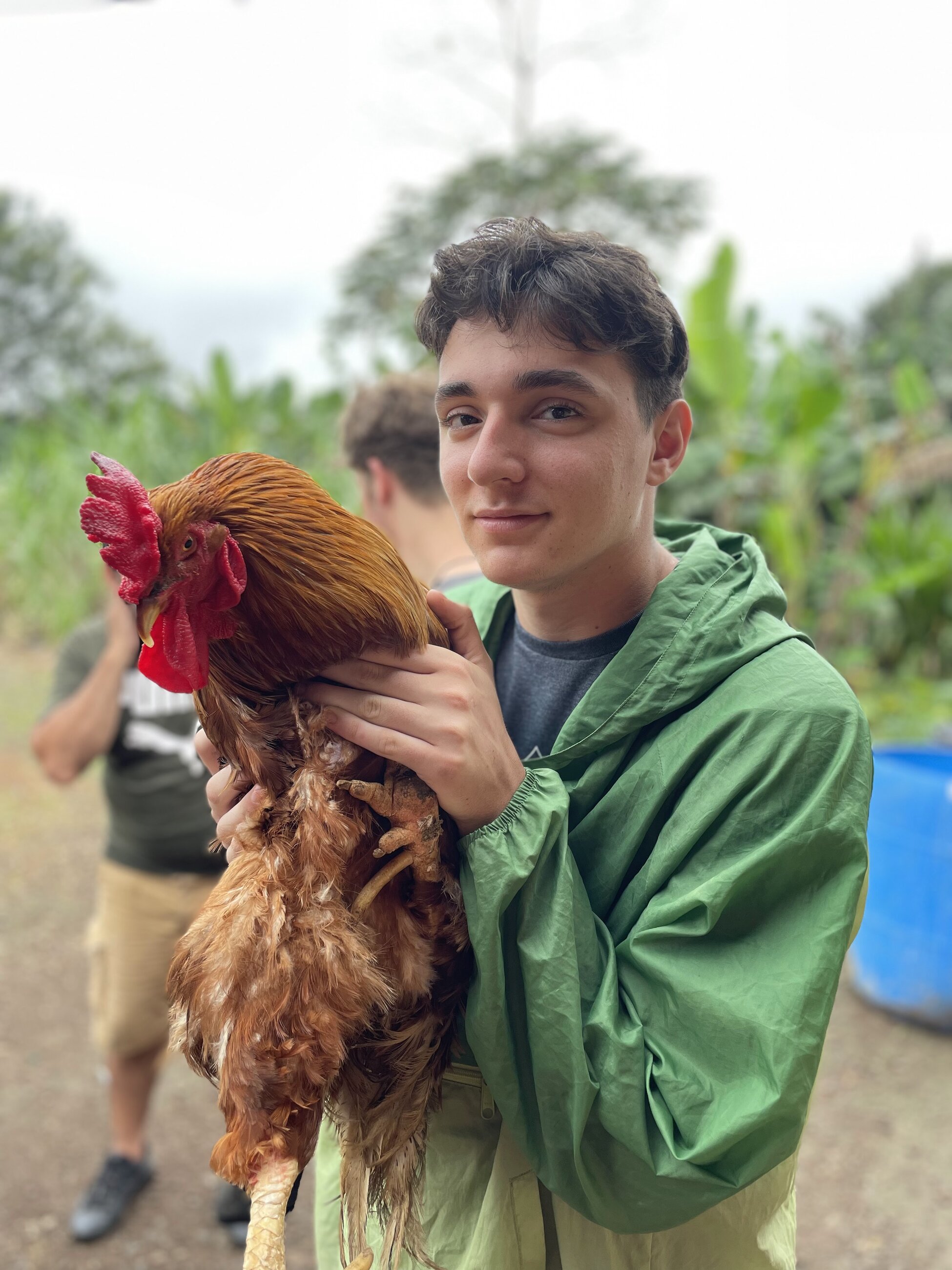 rooster