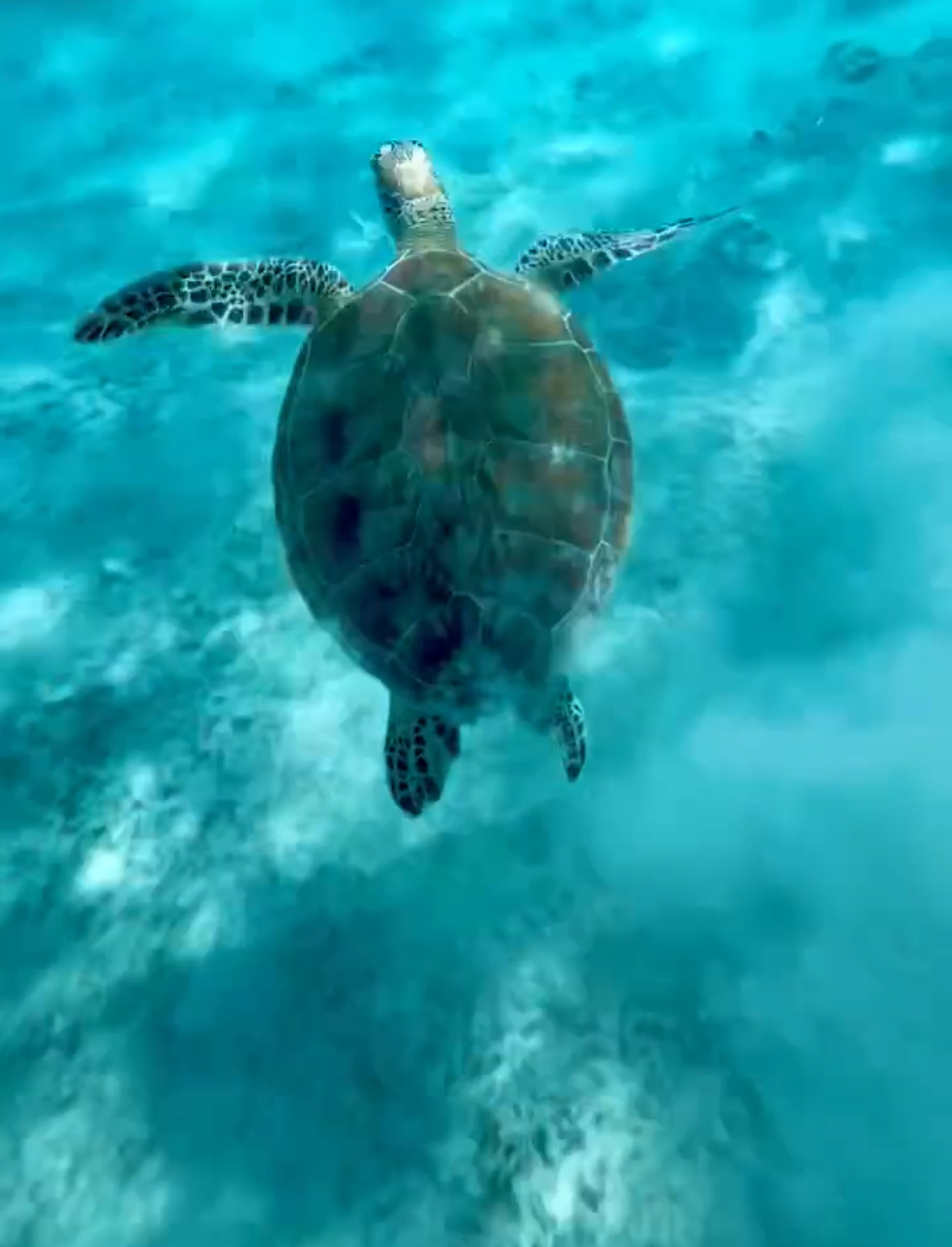 Turtle encounter on the Gilis