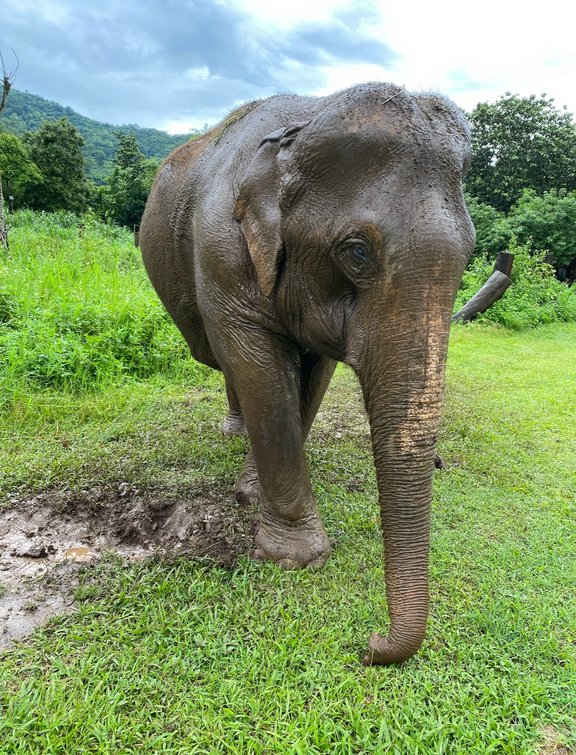 elephant