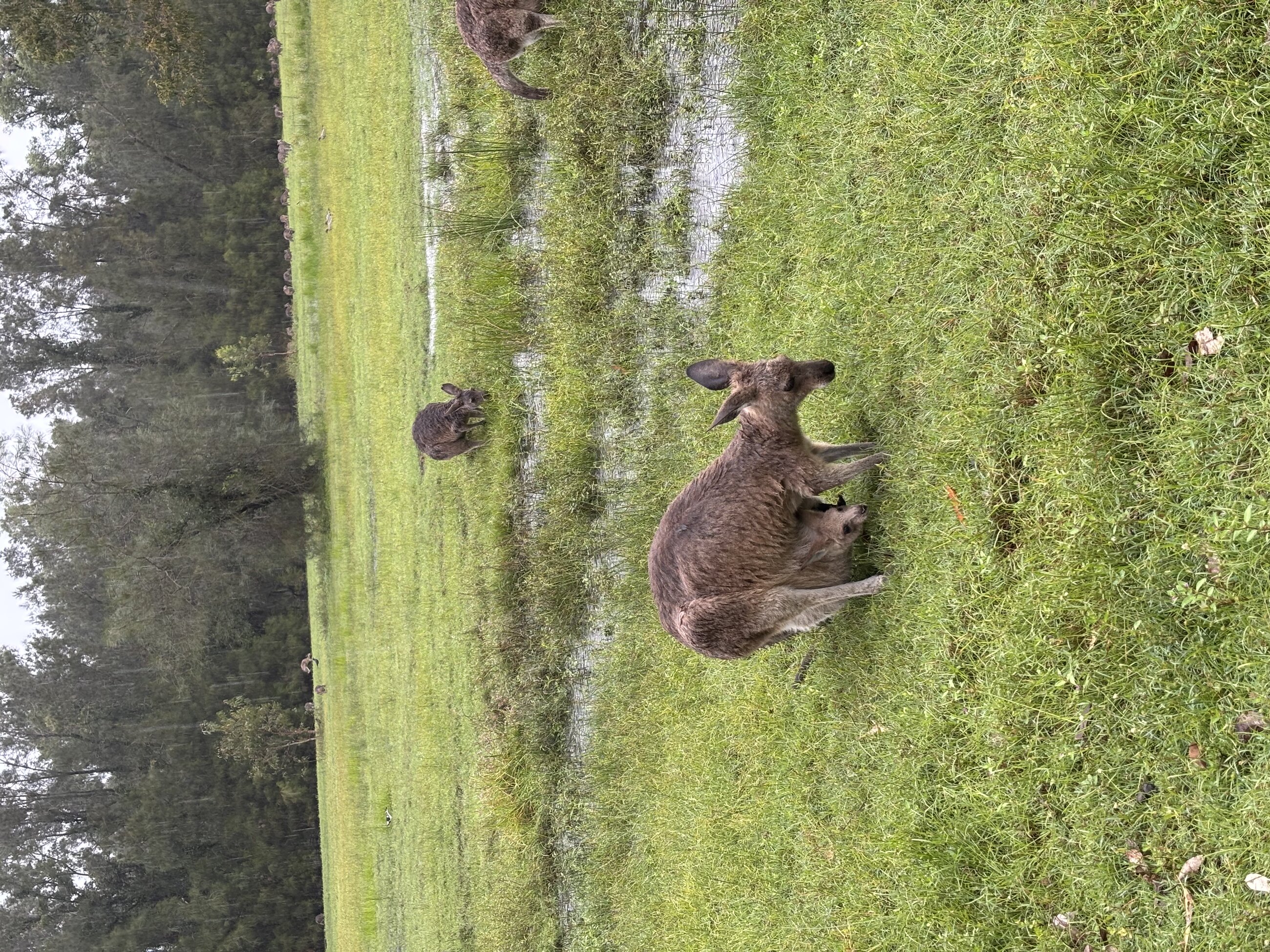 kangaroo's 