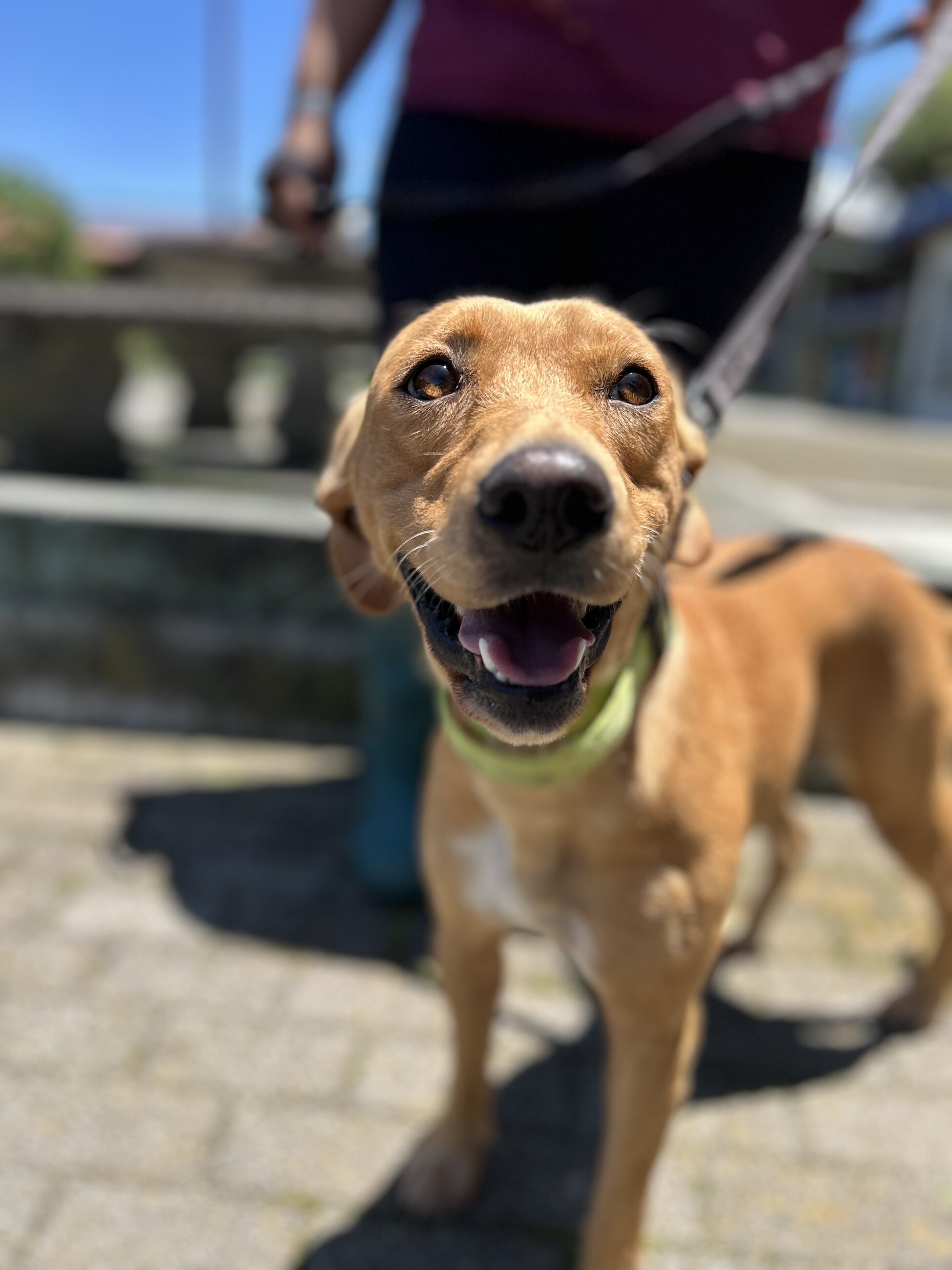 One of the doggies at the animal shelter I was volunteering in Costa Rica 