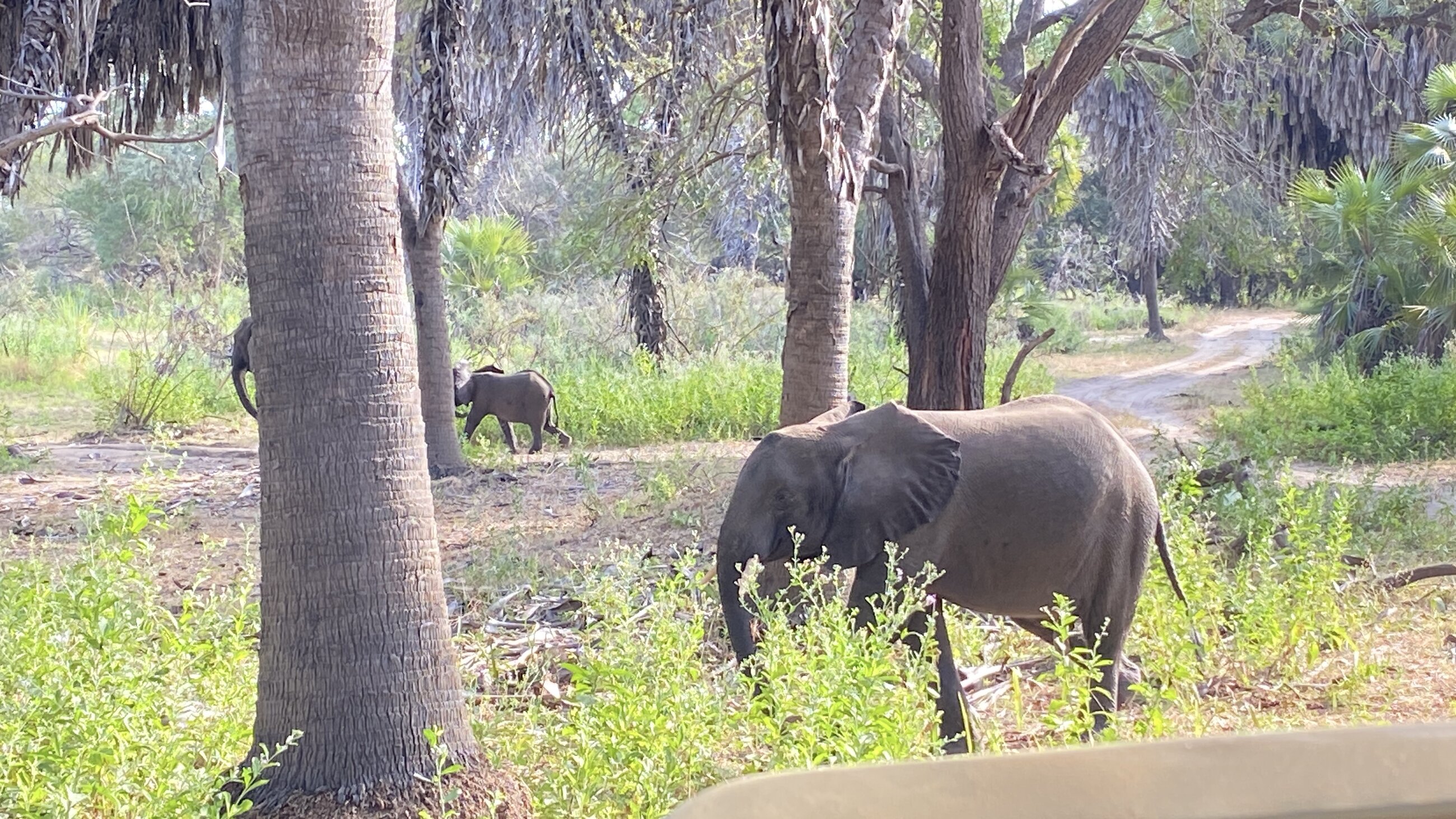 Elephants on the safari