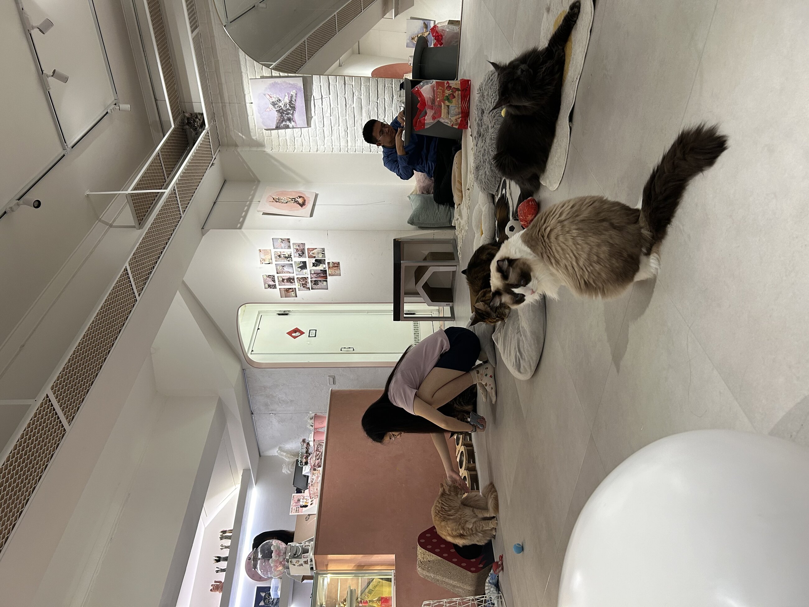 Cat Cafe!