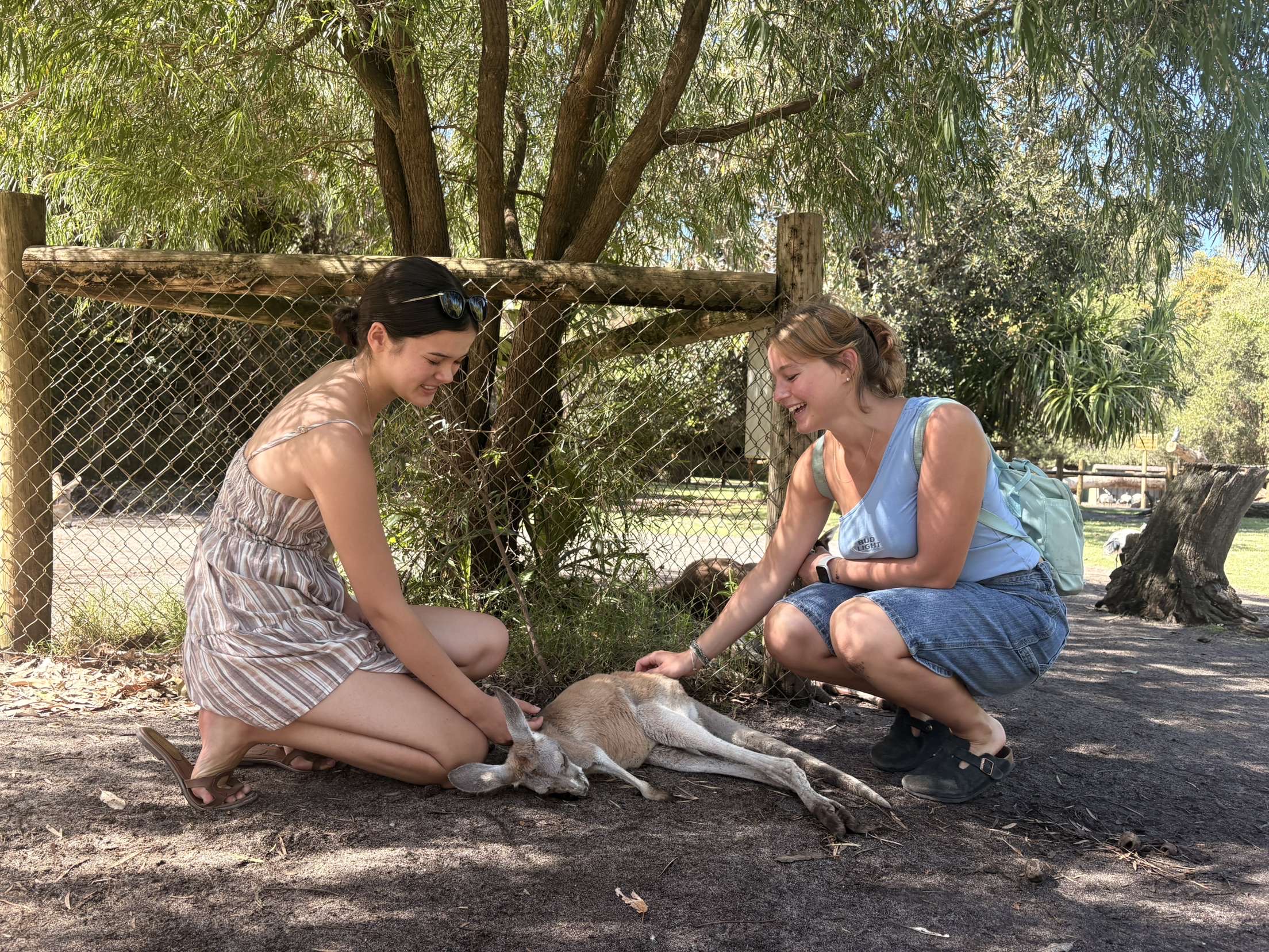 This was at Caversham Wildlife Park in WA, also worth the drive and my program gave us free tickets!