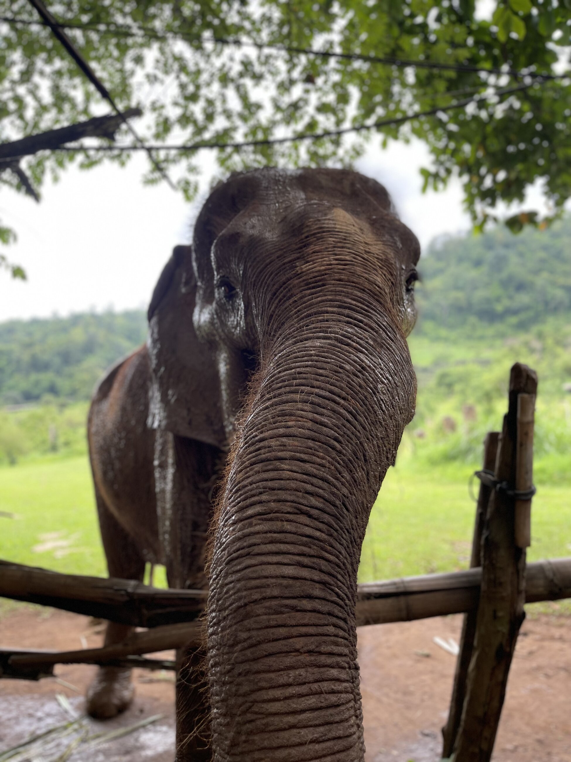 Elephant