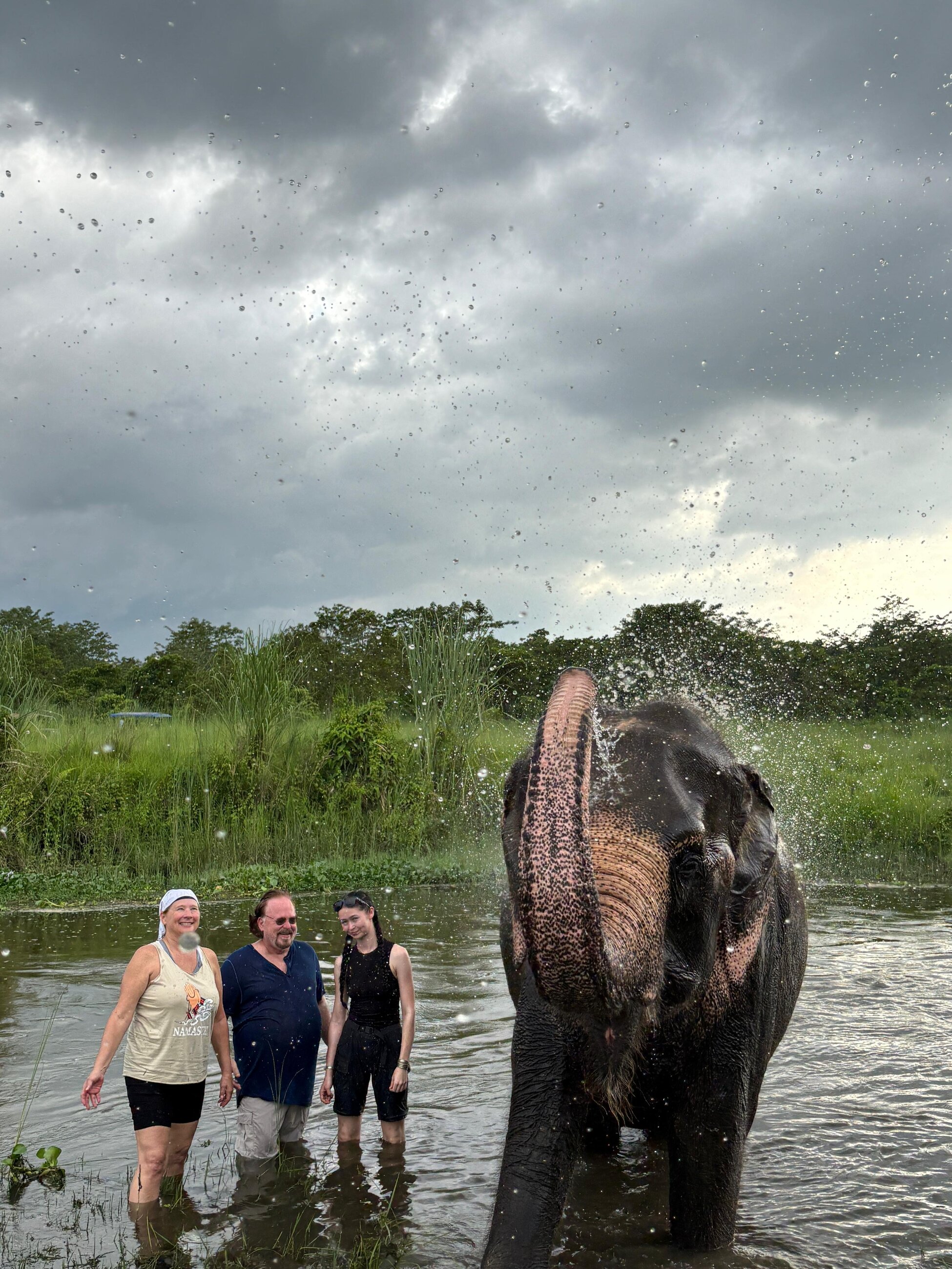 Washing elephant 