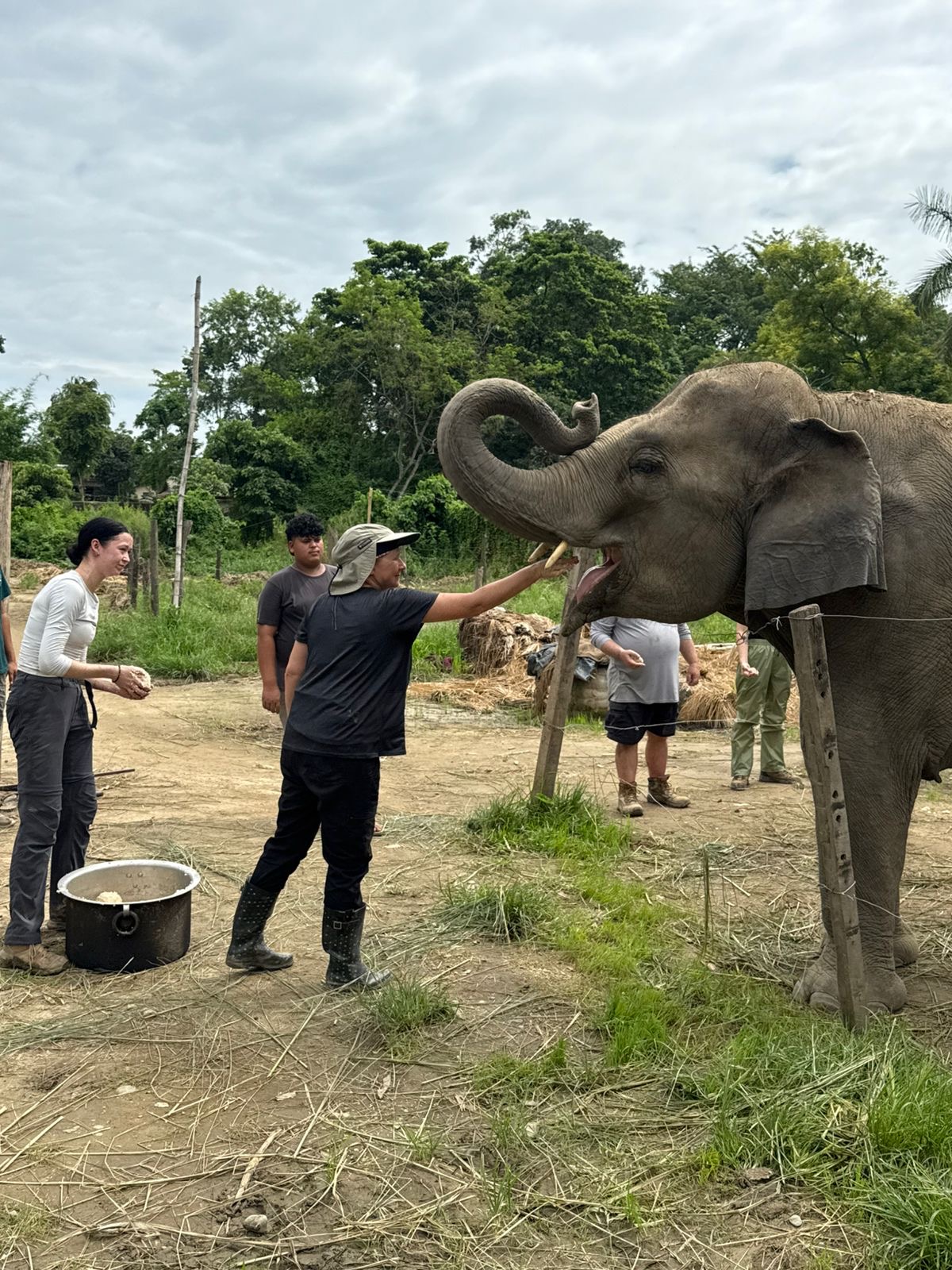 Feeding elephants 