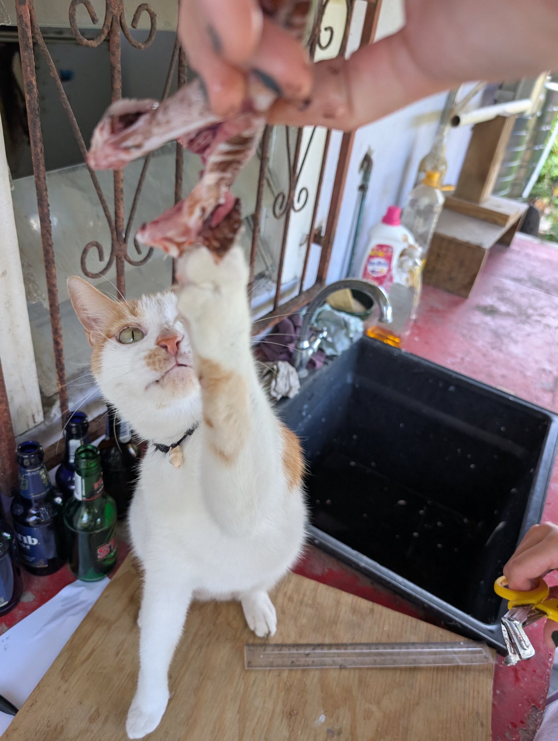 Harry begging for Lionfish 