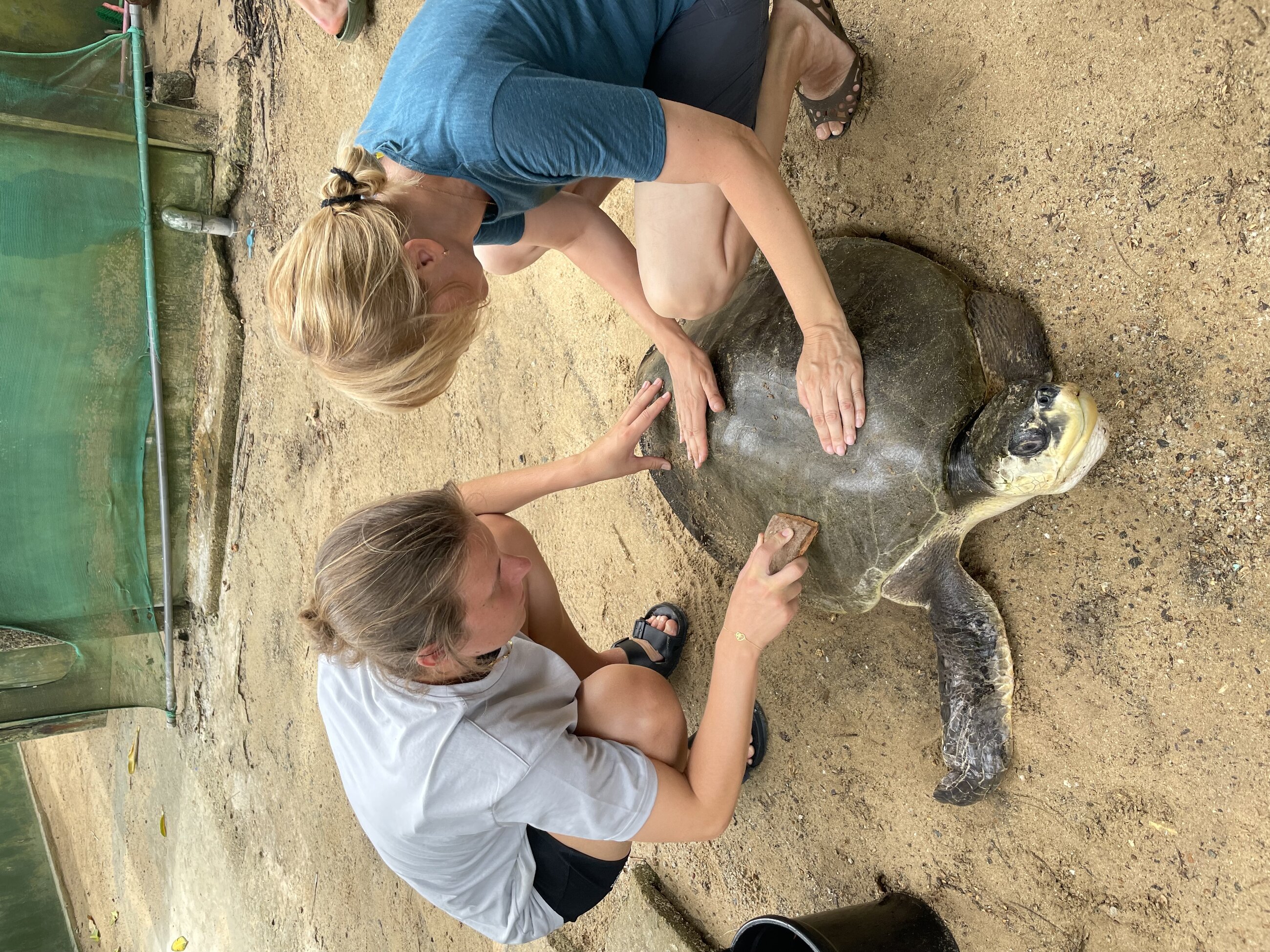 cleaning the turtle