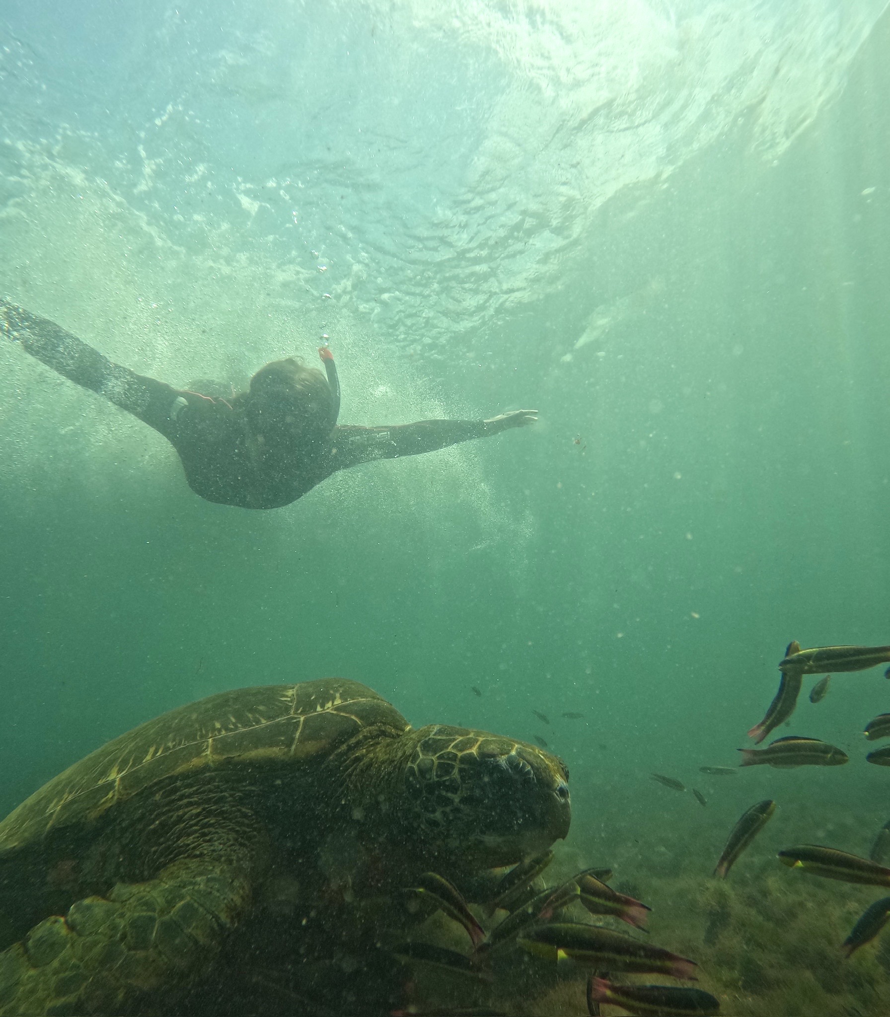 Sea Turtle