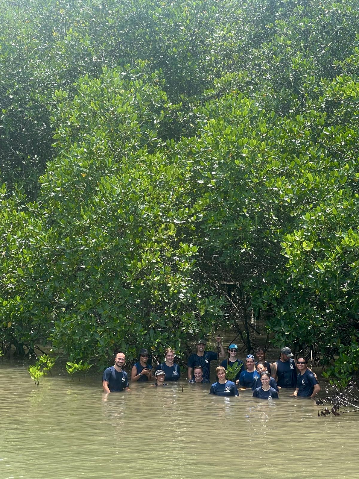 Mangrove warriors