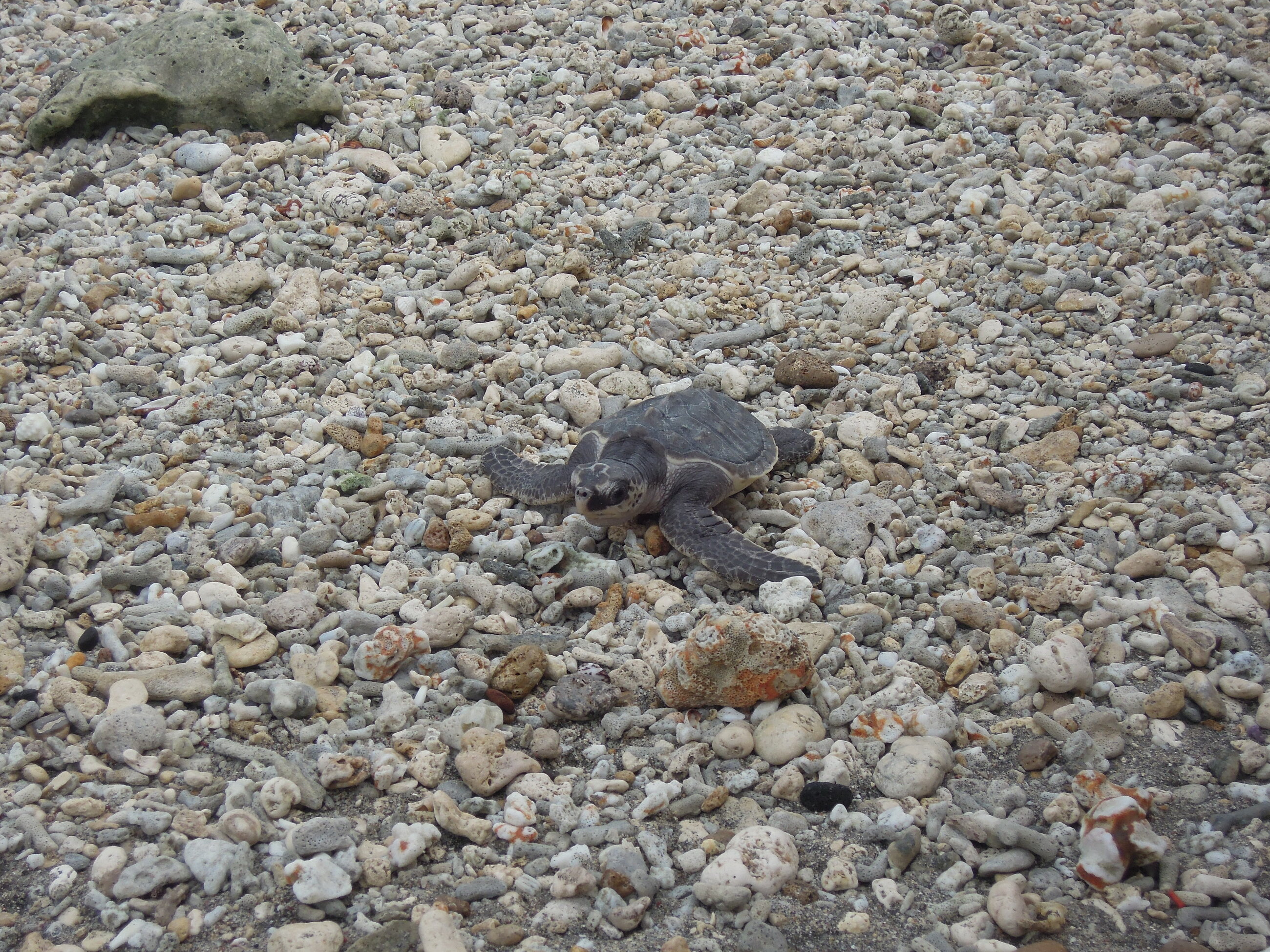 She’s Sylvia, one of the turtles we released last Friday. Good Luck Sylvia!!