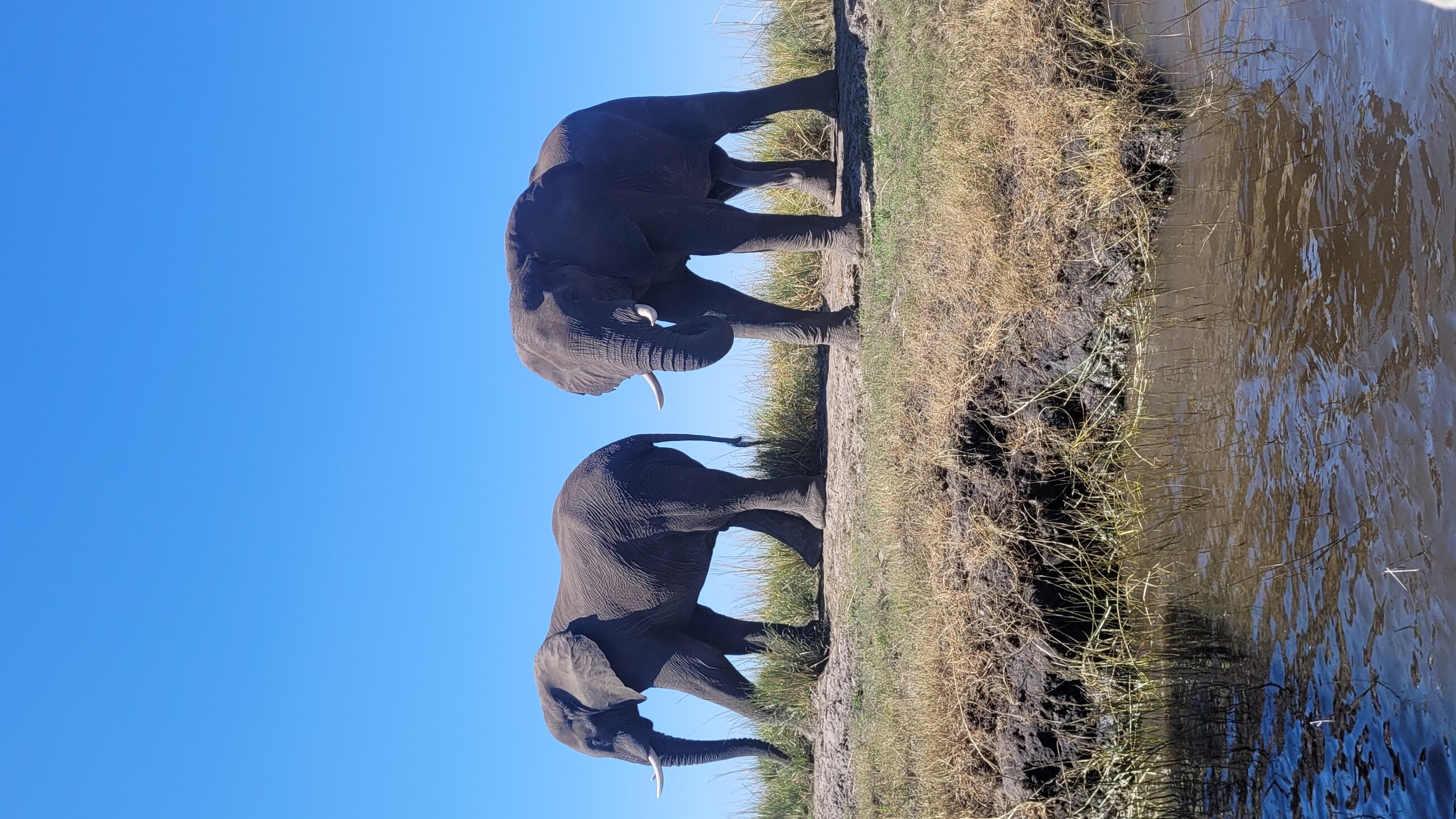 Chobe Safari 