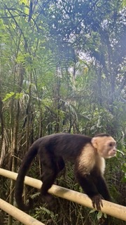 The monkeys got super close to us in Corcovado National Park