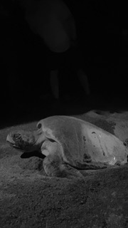 We got to observe a turtle arrival.