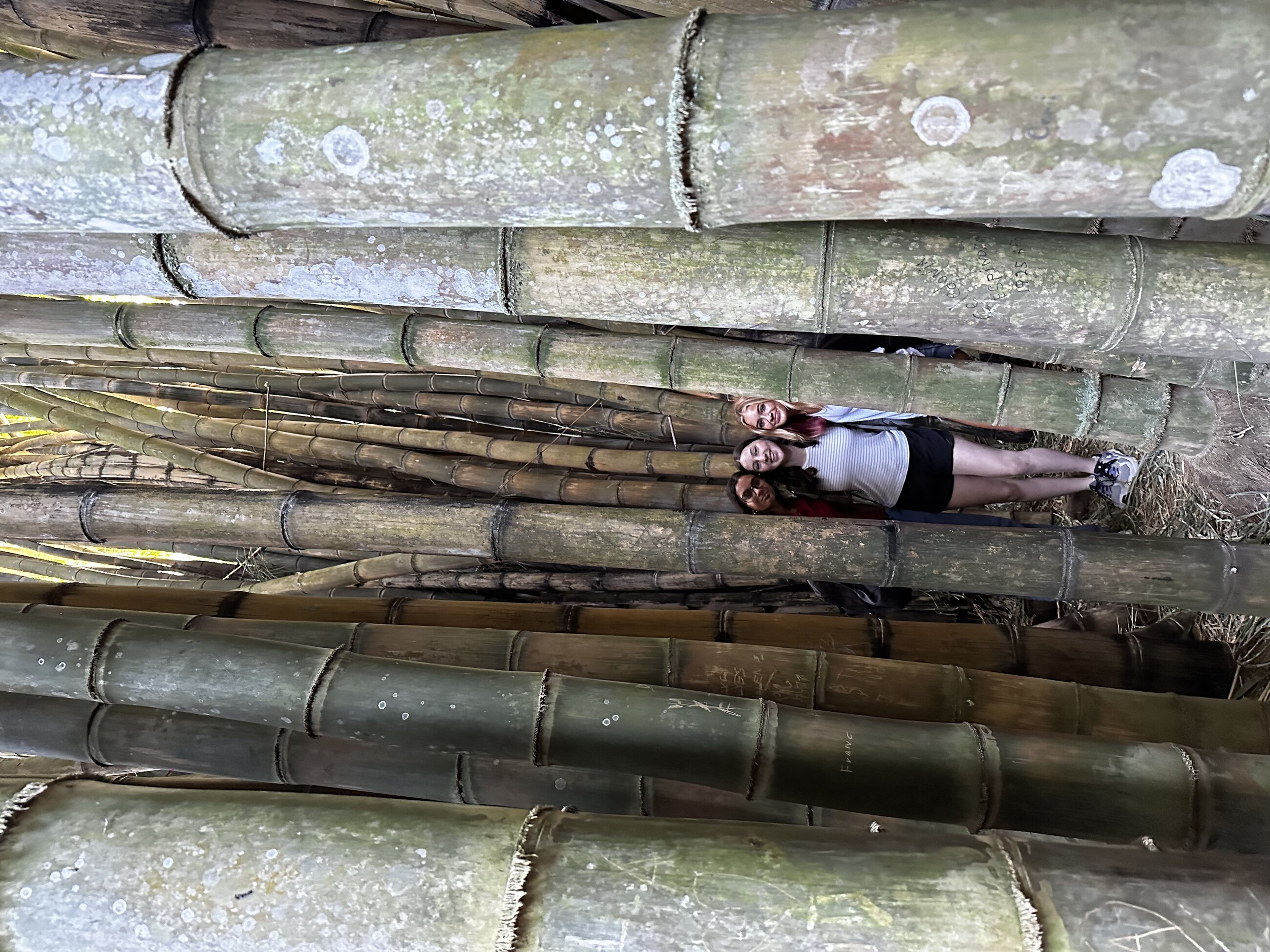 In a bamboo forest