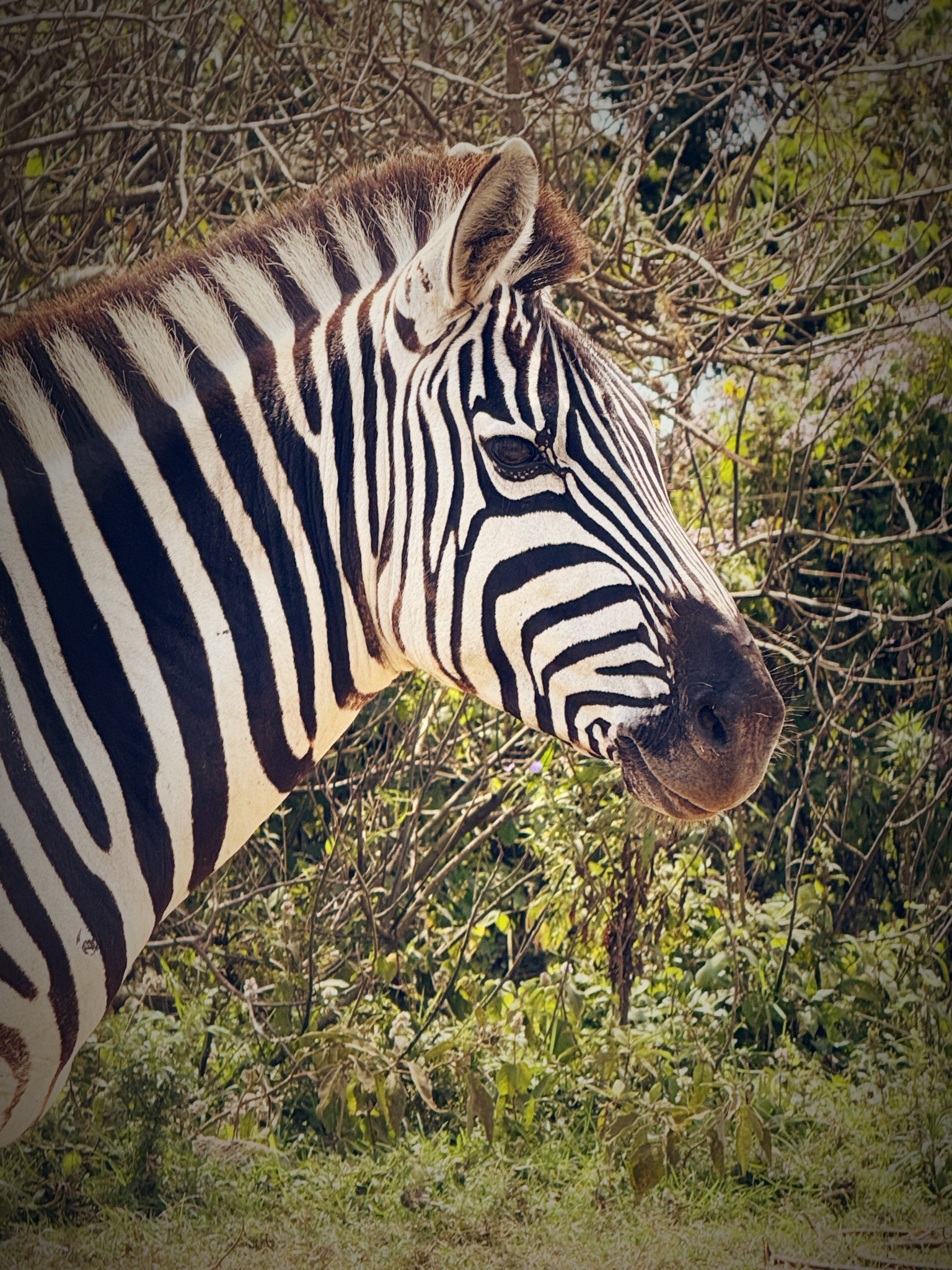 Zebras in our campsite!