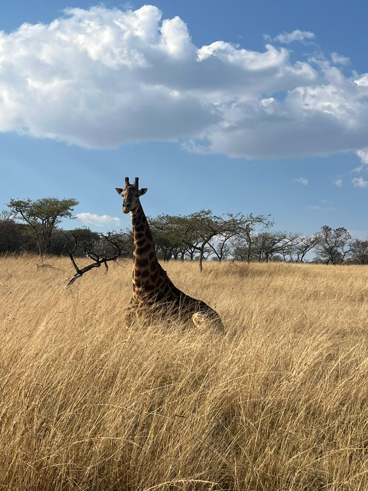 Giraffe