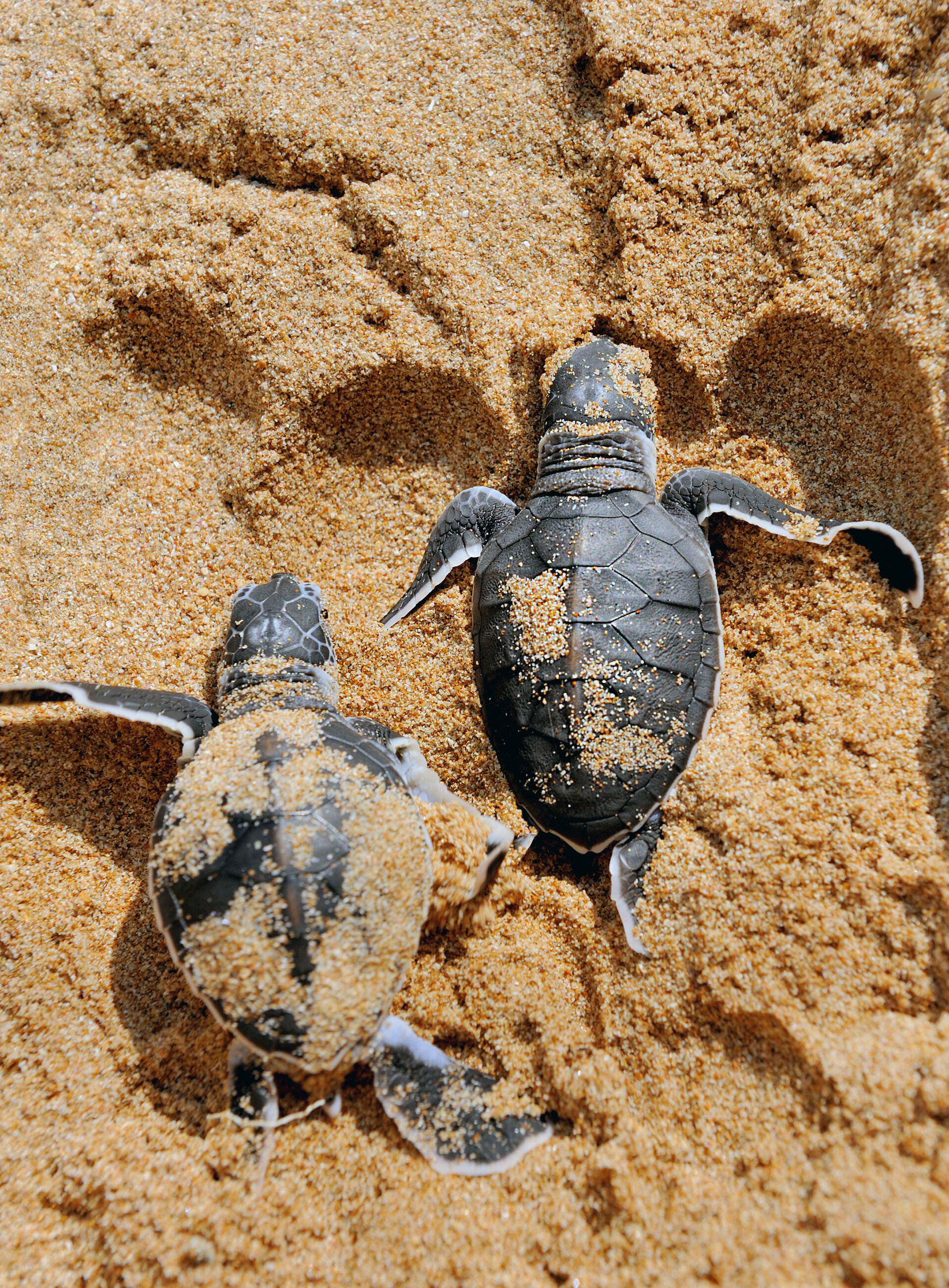 Baby turtles