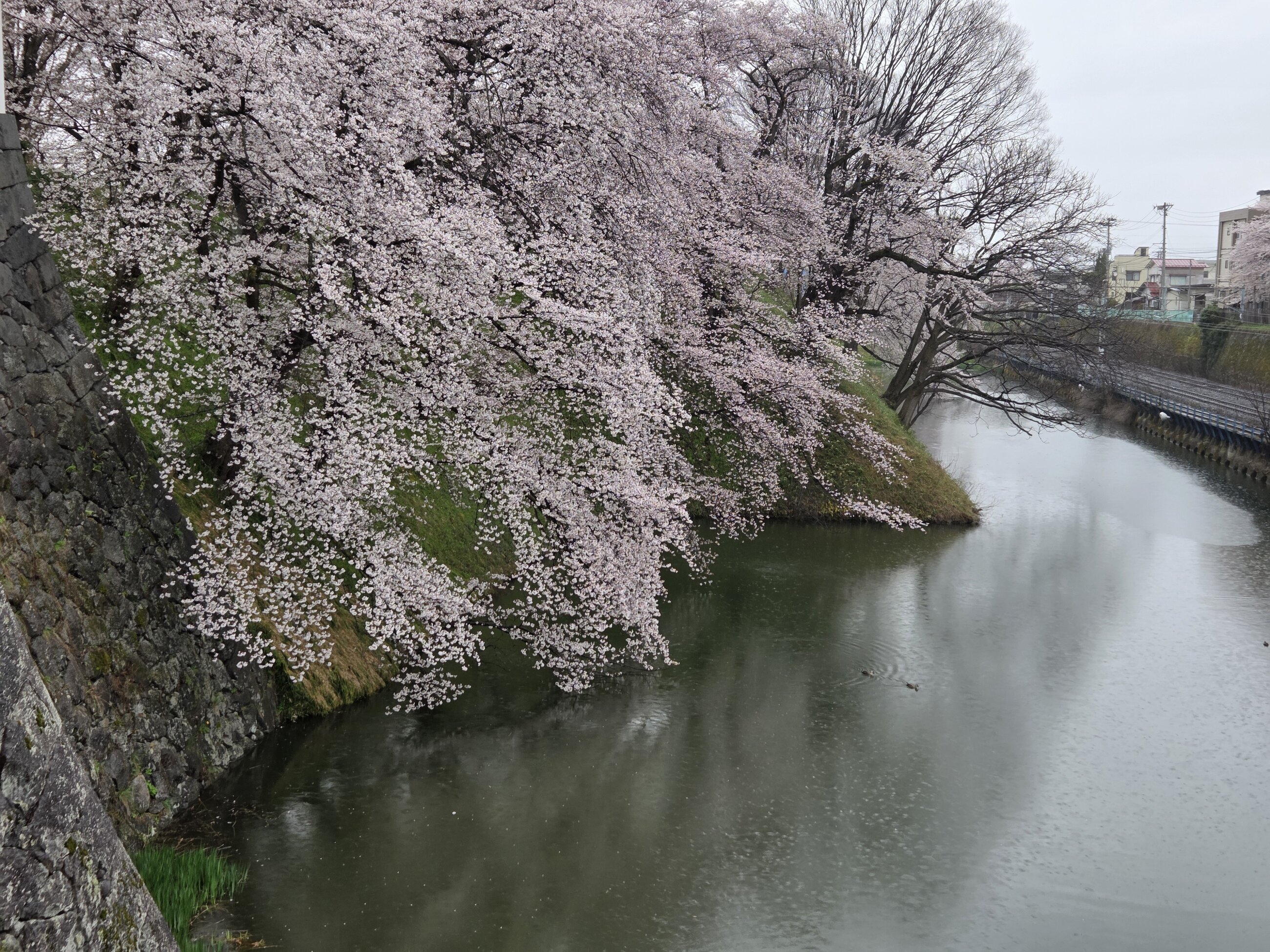 Sakura season
