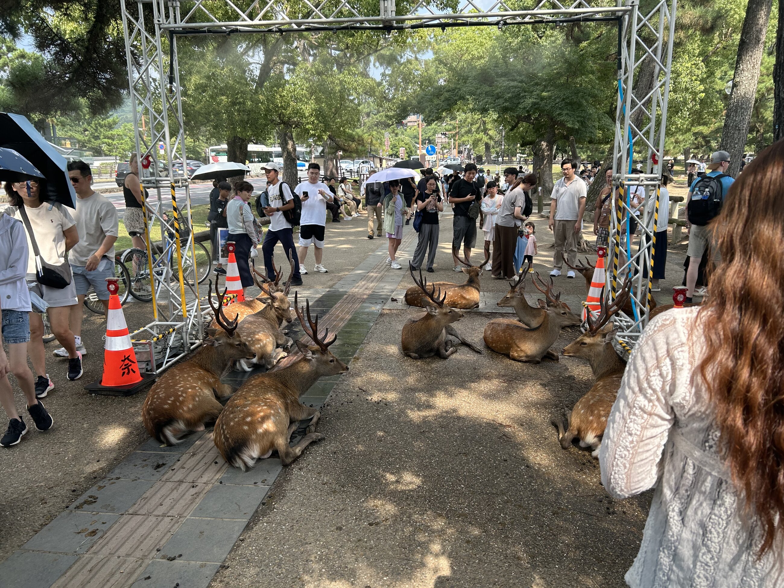 Nara Park