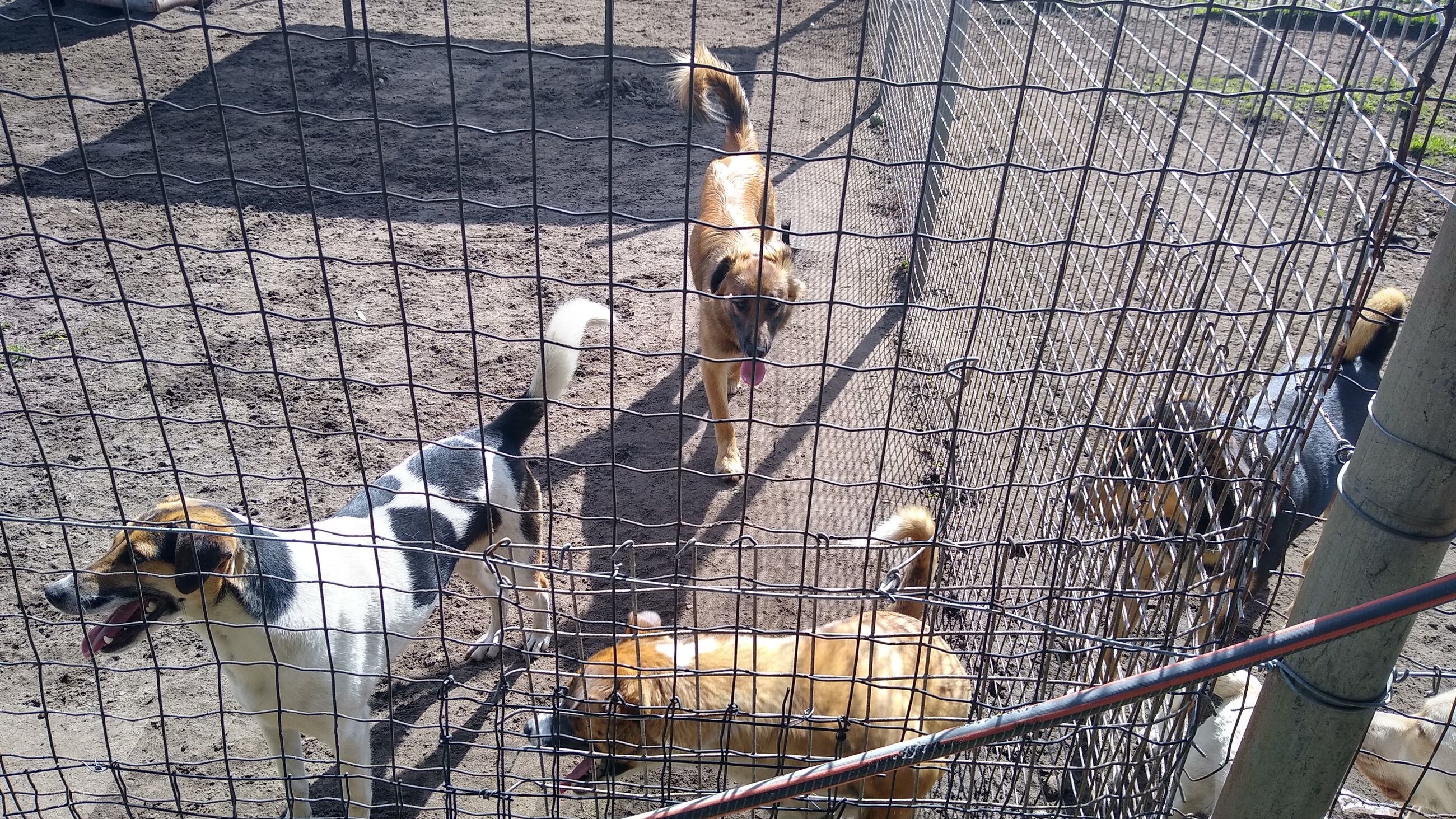 More dogs at the shelter that I walked and helped care for..