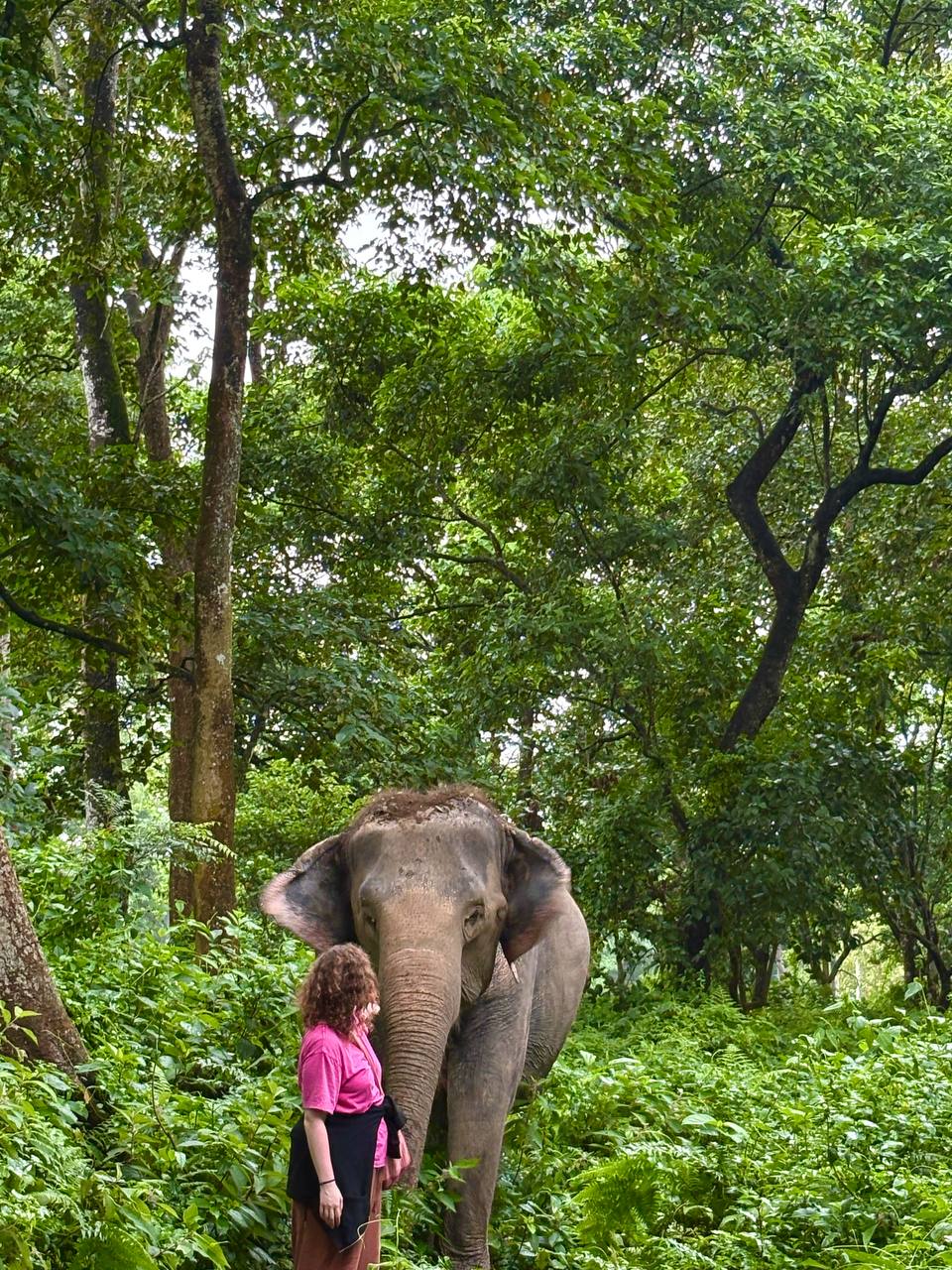 An unforgettable walk through the jungle with an elephant
