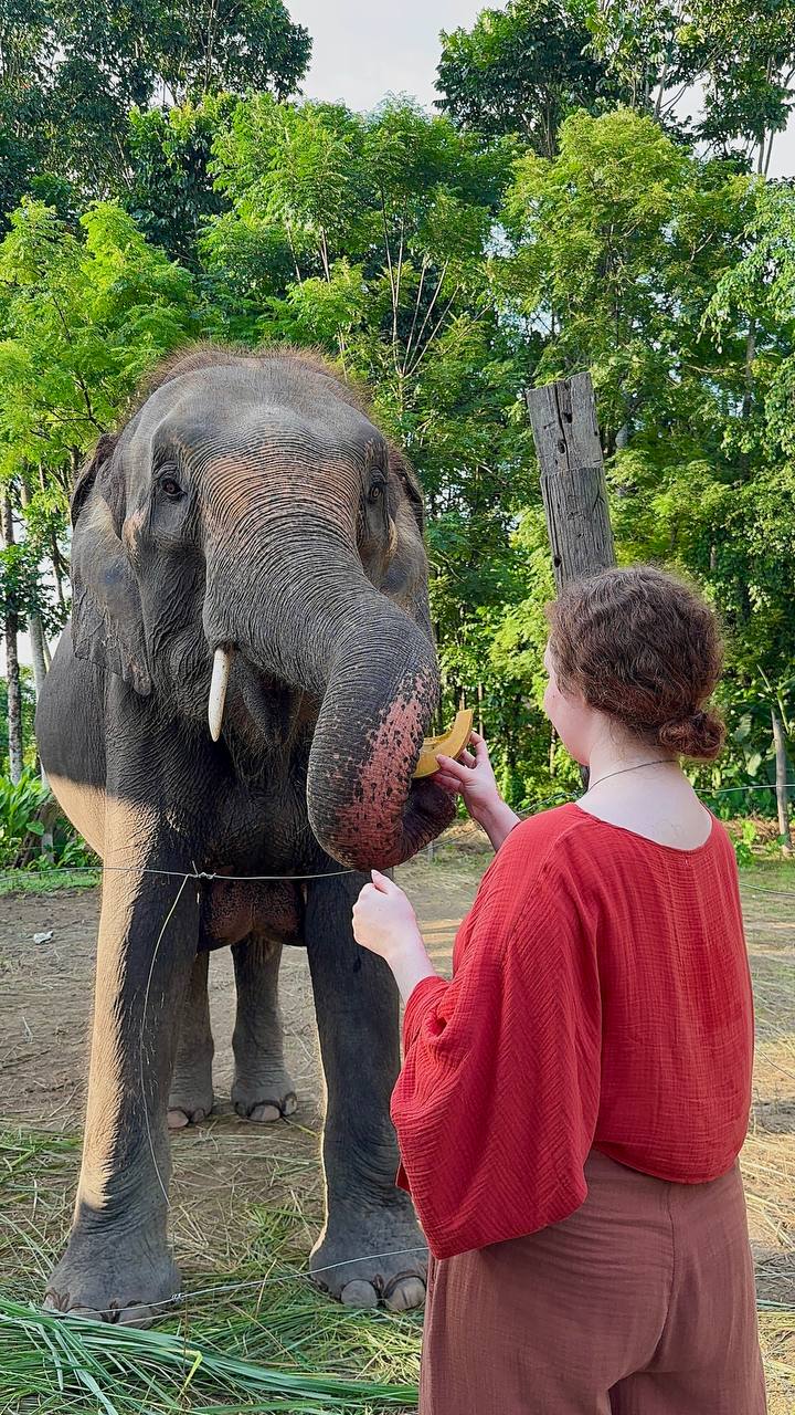 Meet the mother elephant