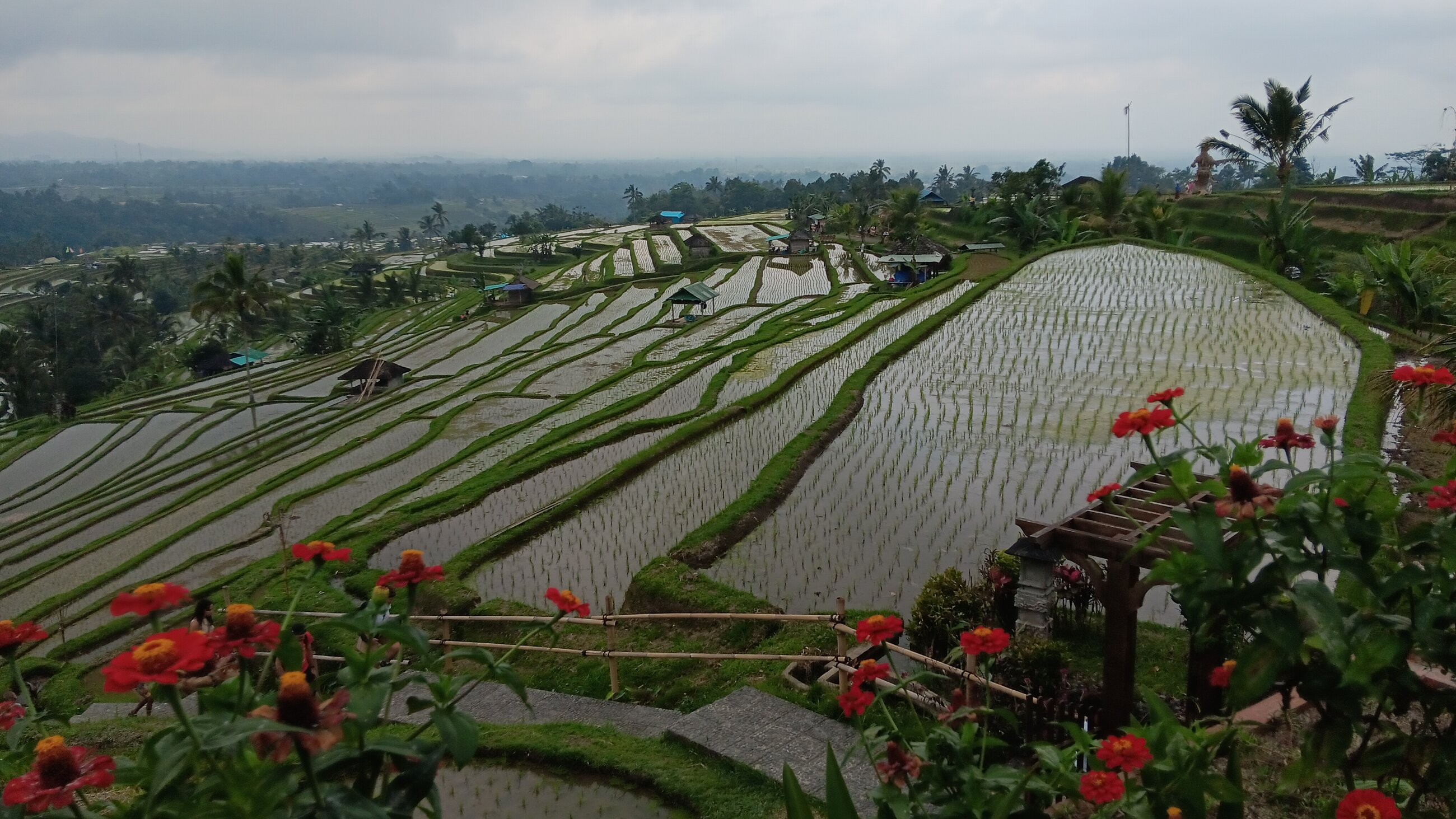Rice Terrace