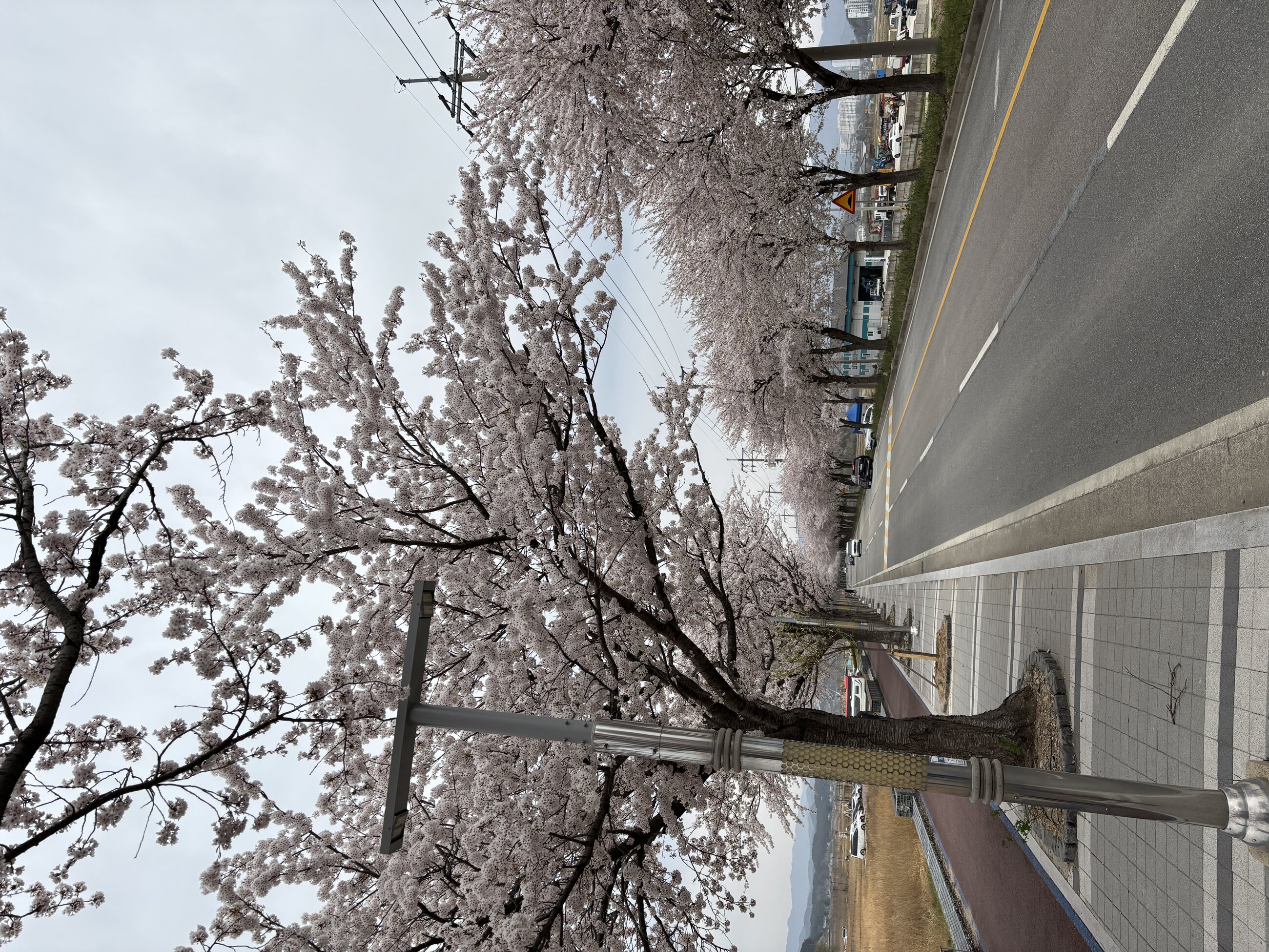 Cherry Blossoms near Yangyang Beach