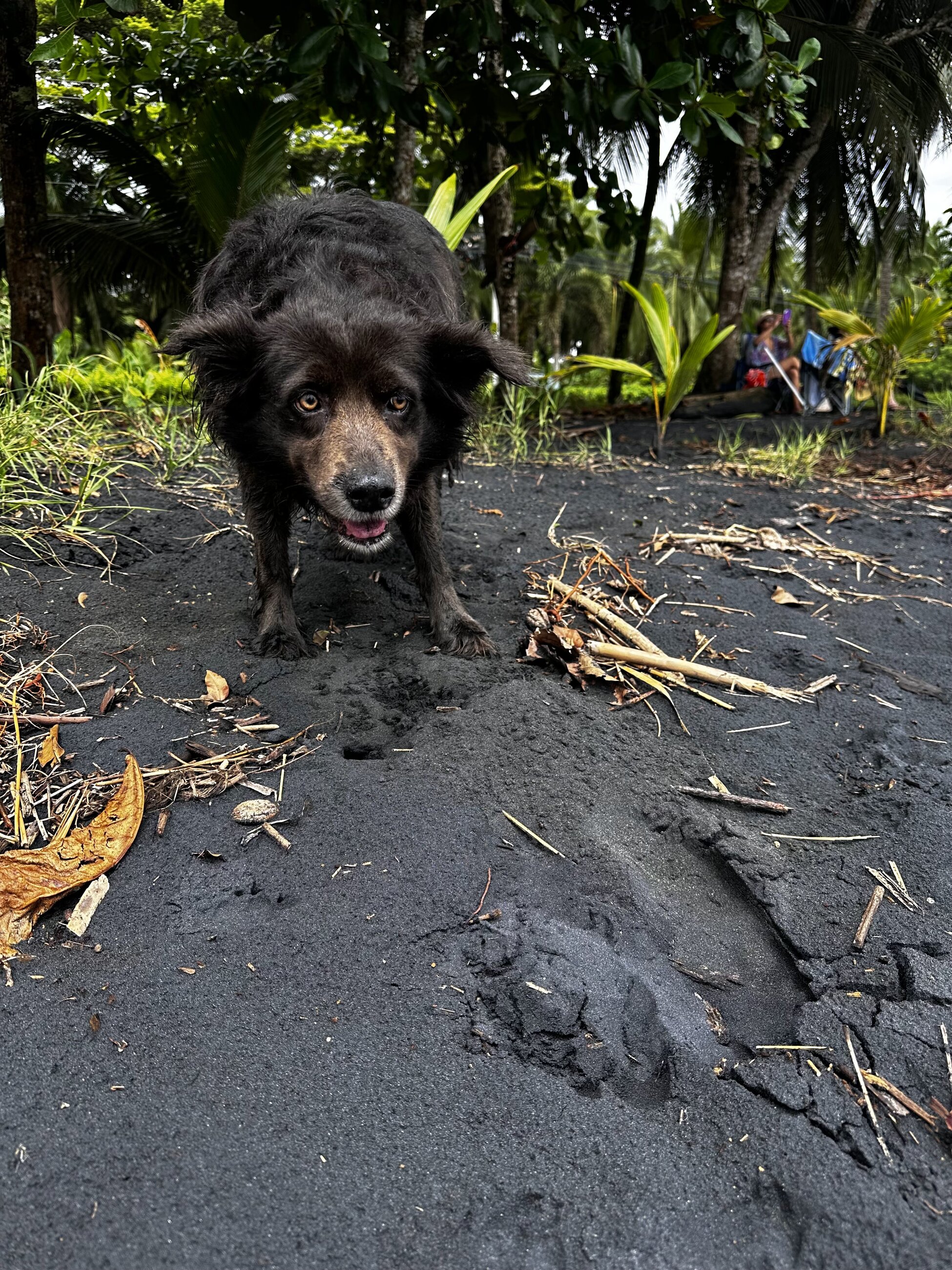 Stray dog at Playa Negra