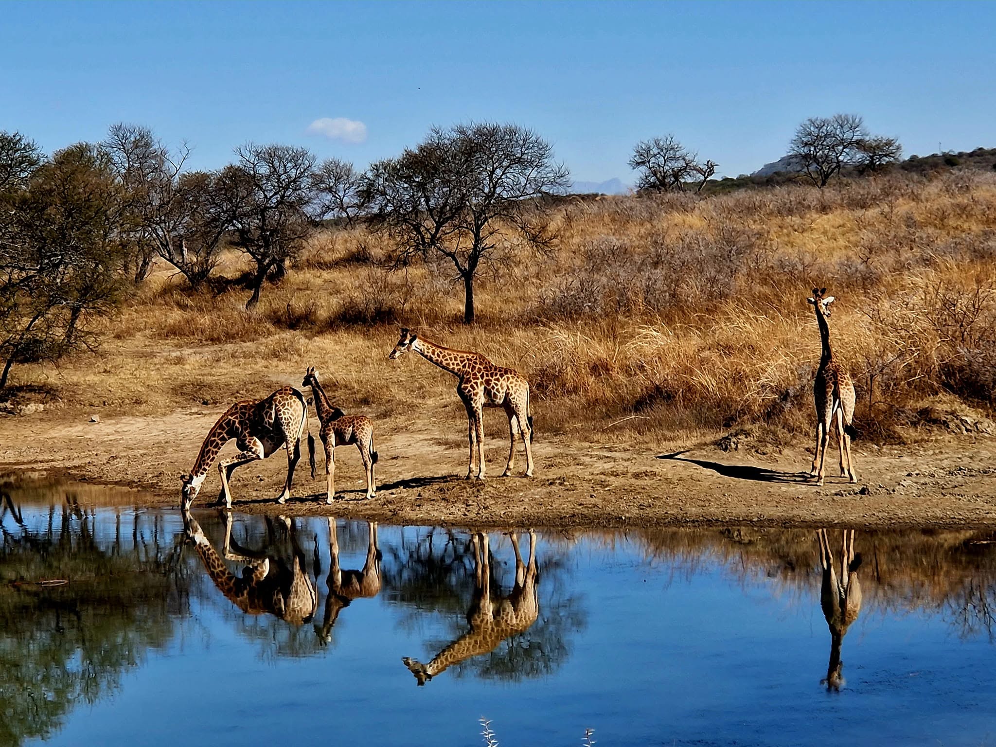 Giraffe
