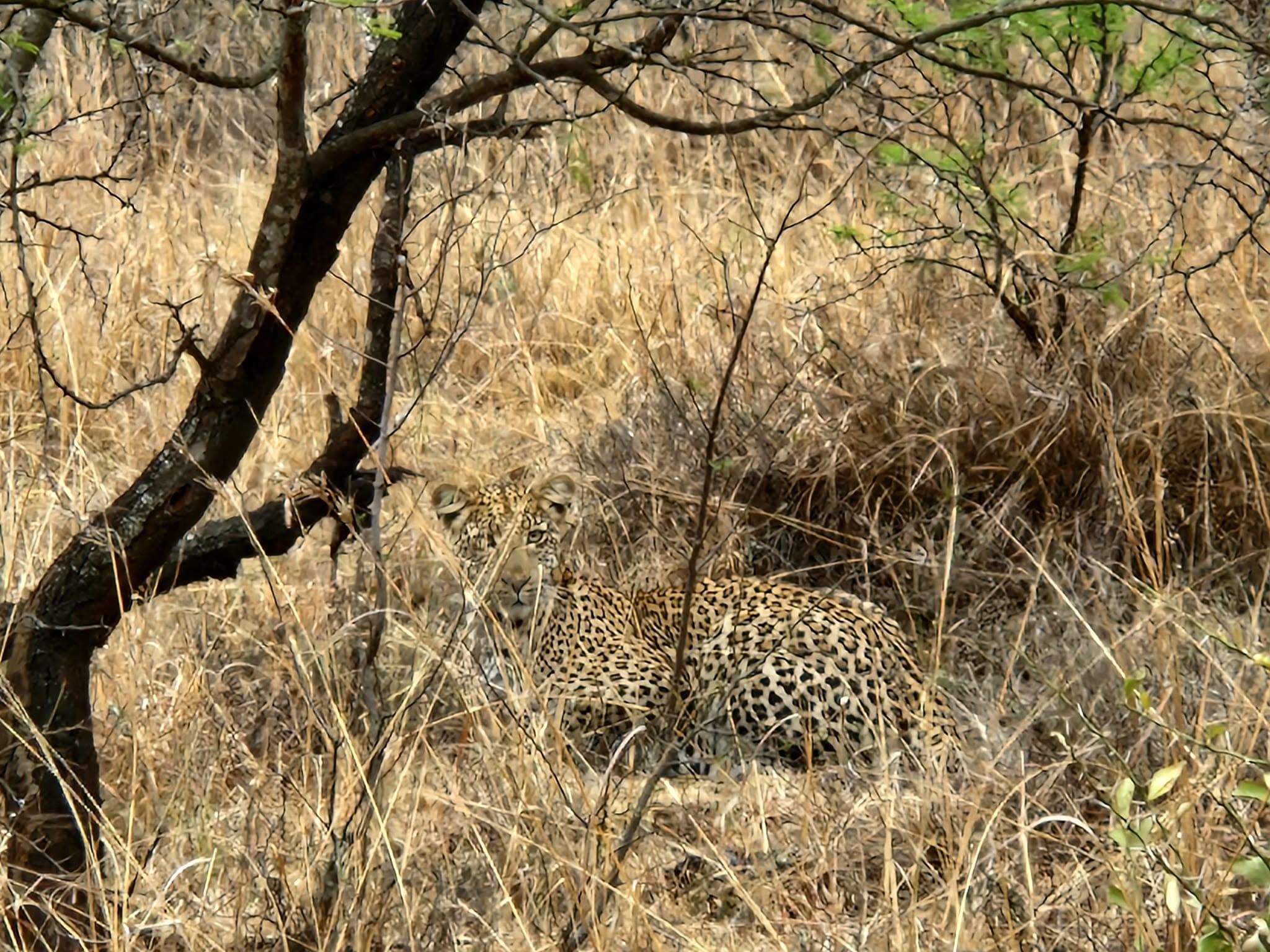 Leopard