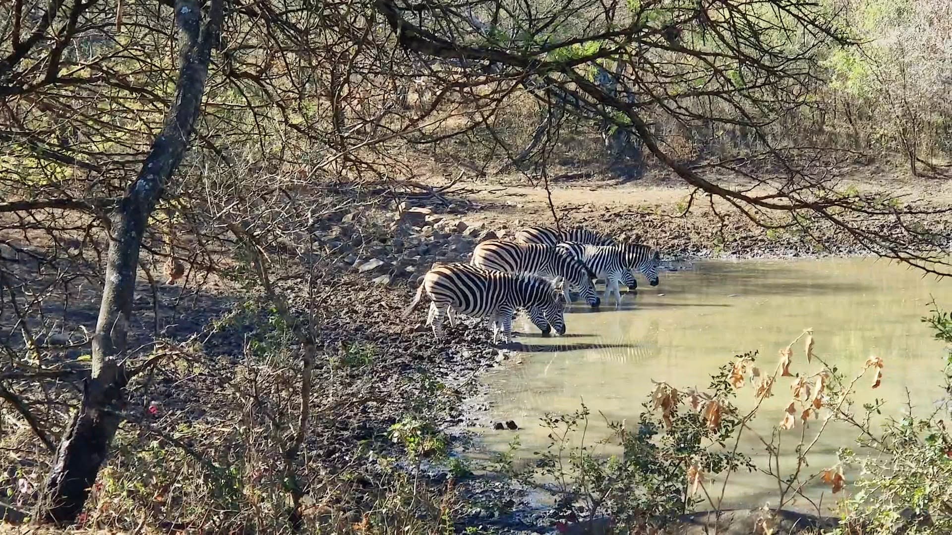Zebra