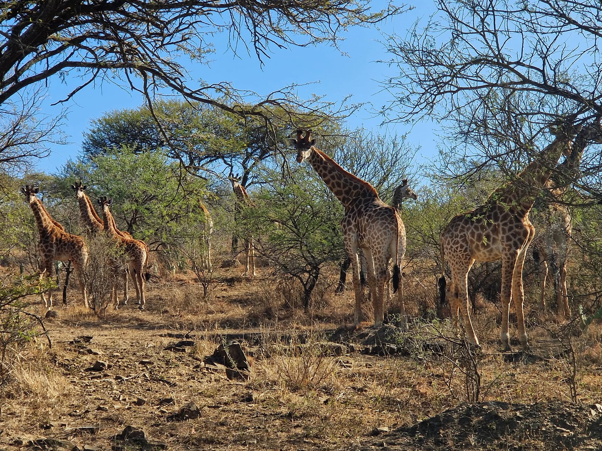 Giraffe
