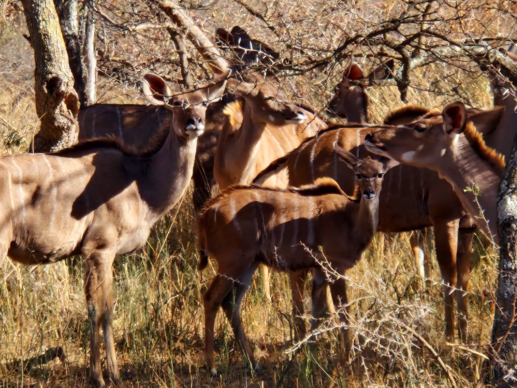 Kudu