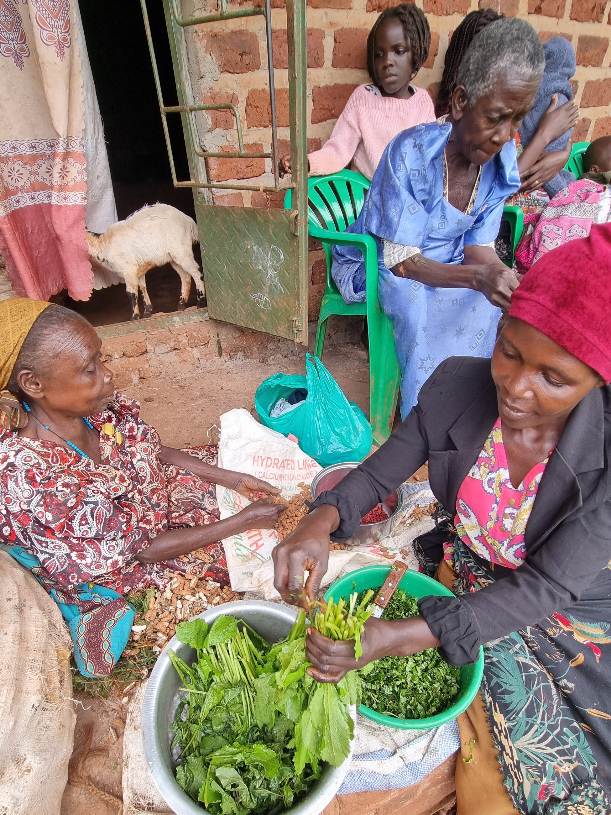Preparing lunch - trimming greens and shelling peanuts