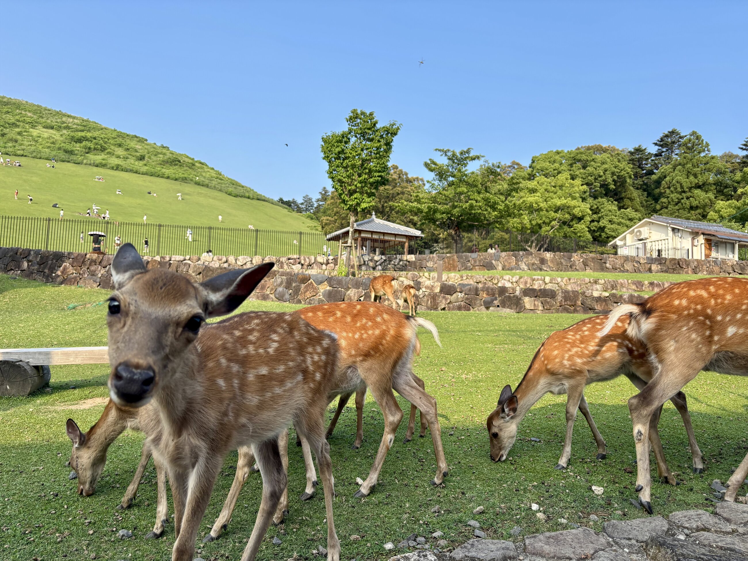 Nara deers
