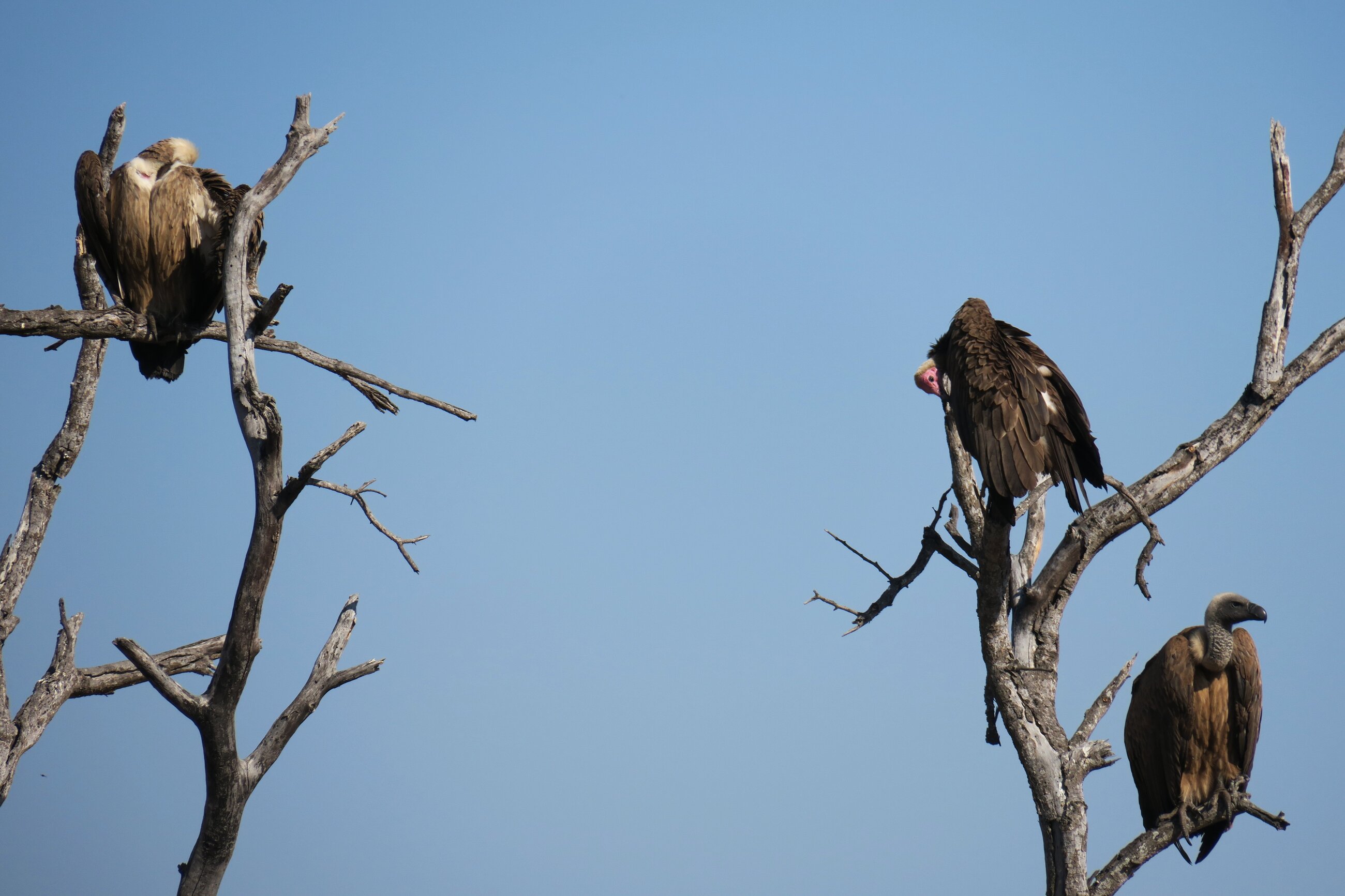 Vultures 