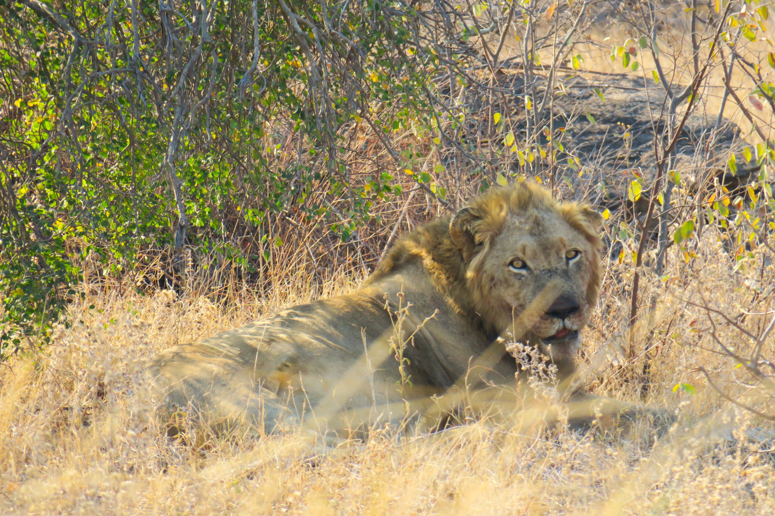 Male lion
